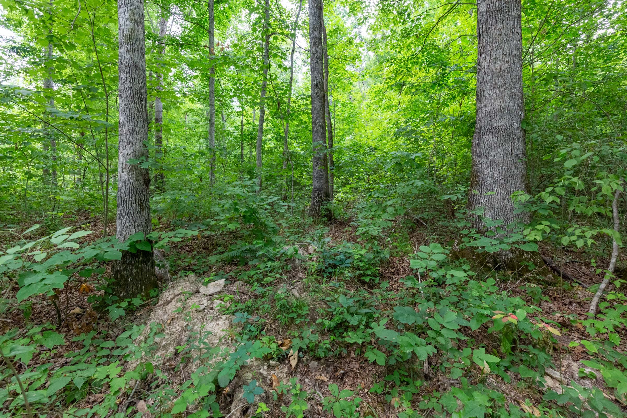 Tucker Hollow Tract 11 photo 6