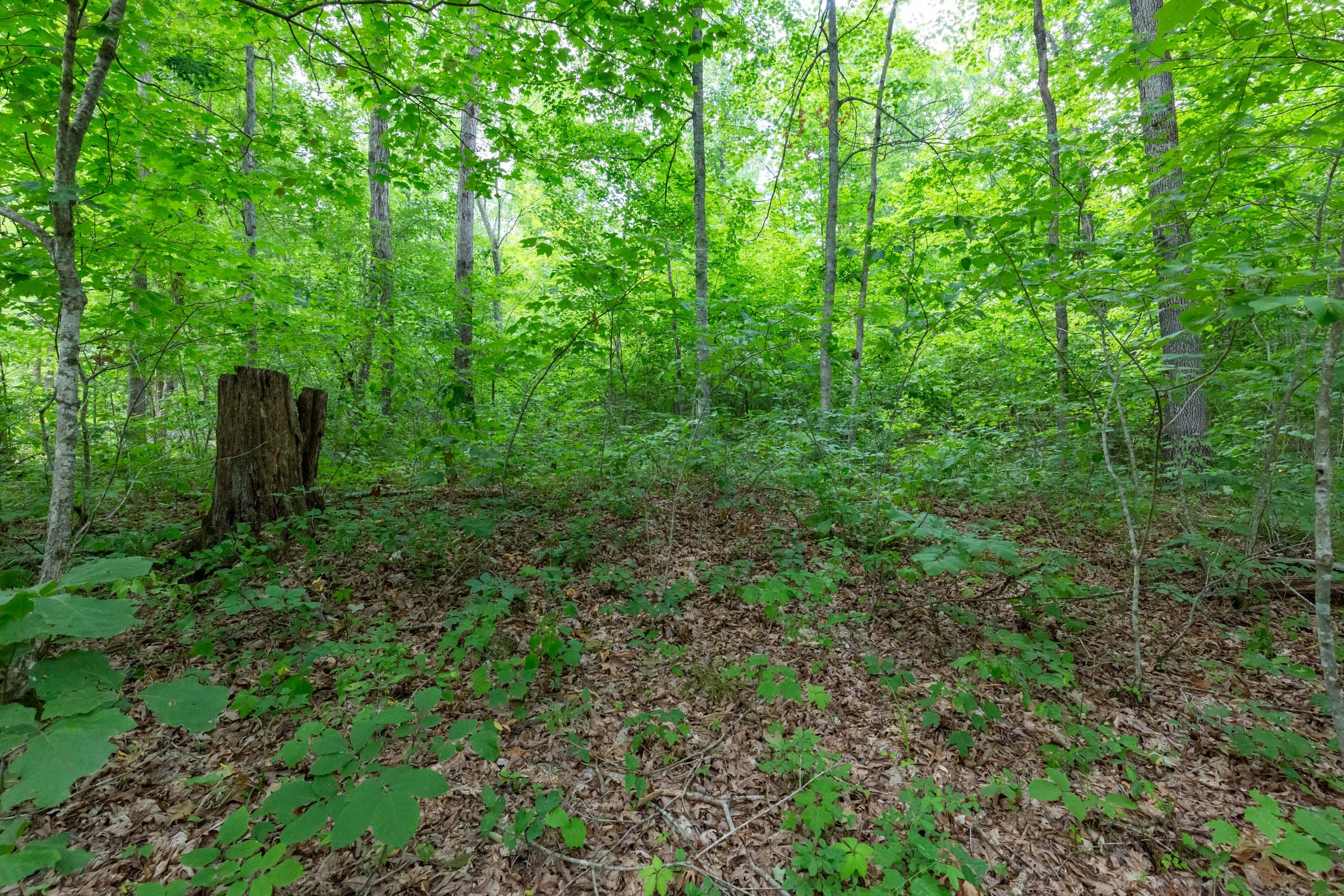 Tucker Hollow Tract 11 photo 7
