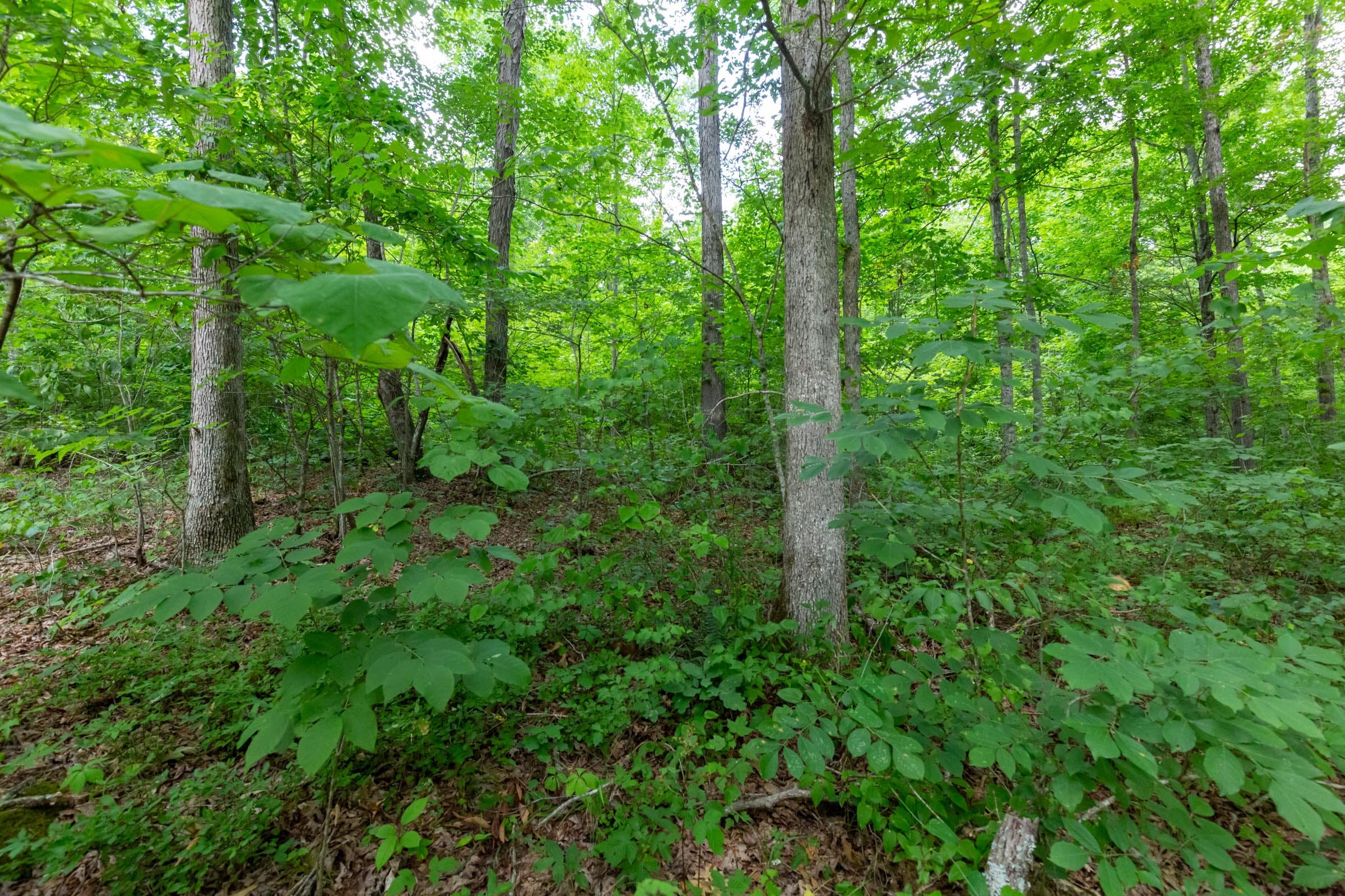 Tucker Hollow Tract 11 photo 8