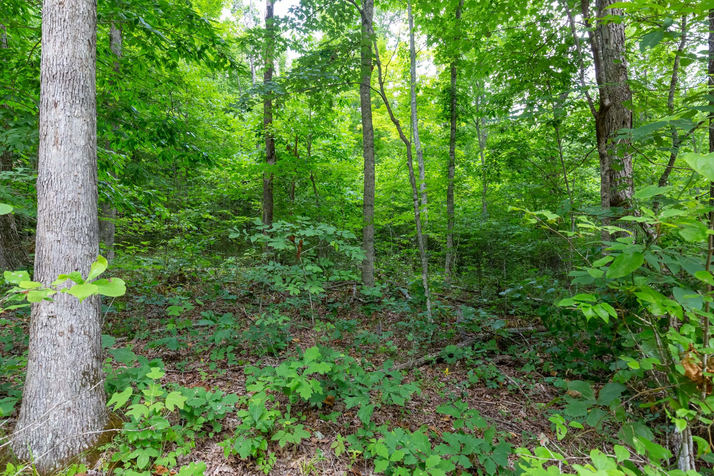 Tucker Hollow Tract 11 photo 10