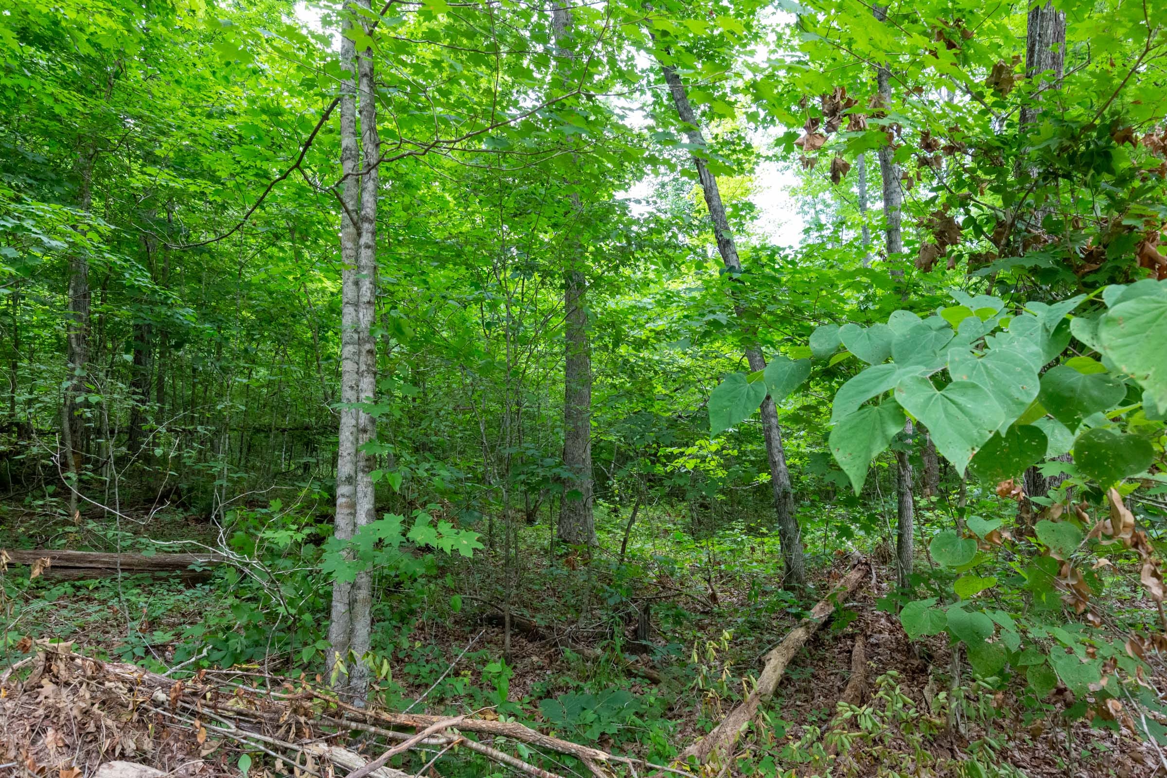 Tucker Hollow Tract 11 photo 11