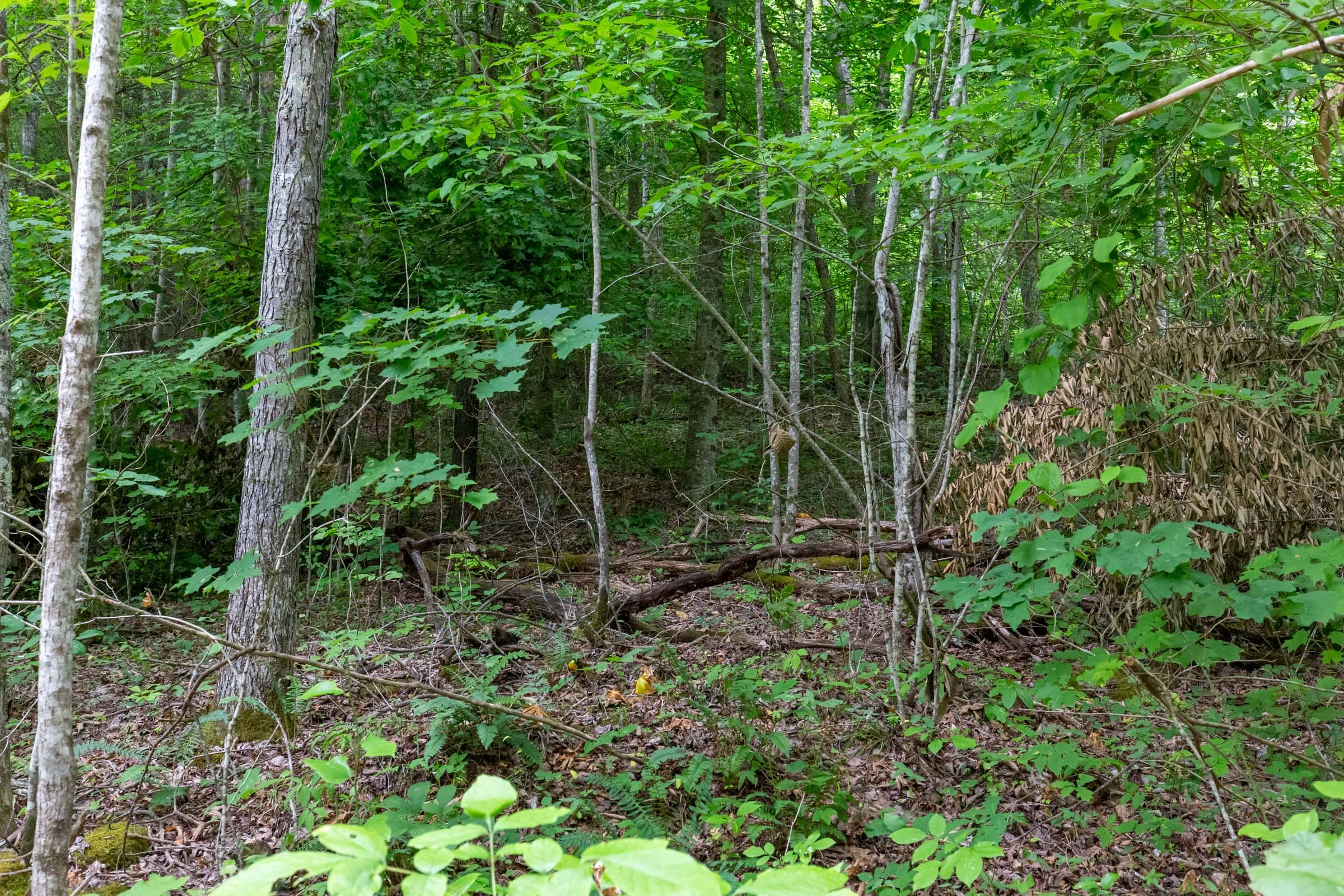 Tucker Hollow Tract 11 photo 12