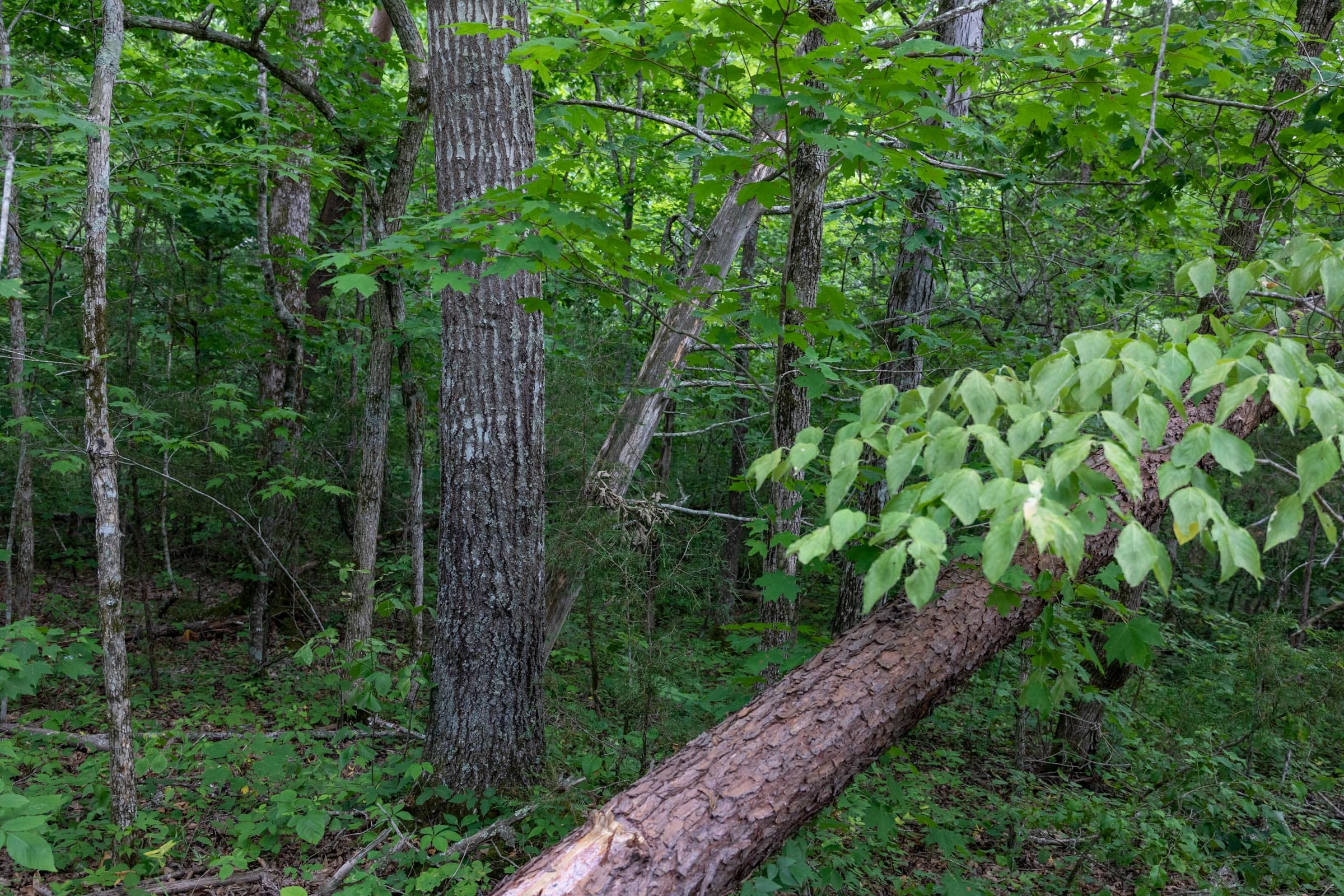 Tucker Hollow Tract 11 photo 13