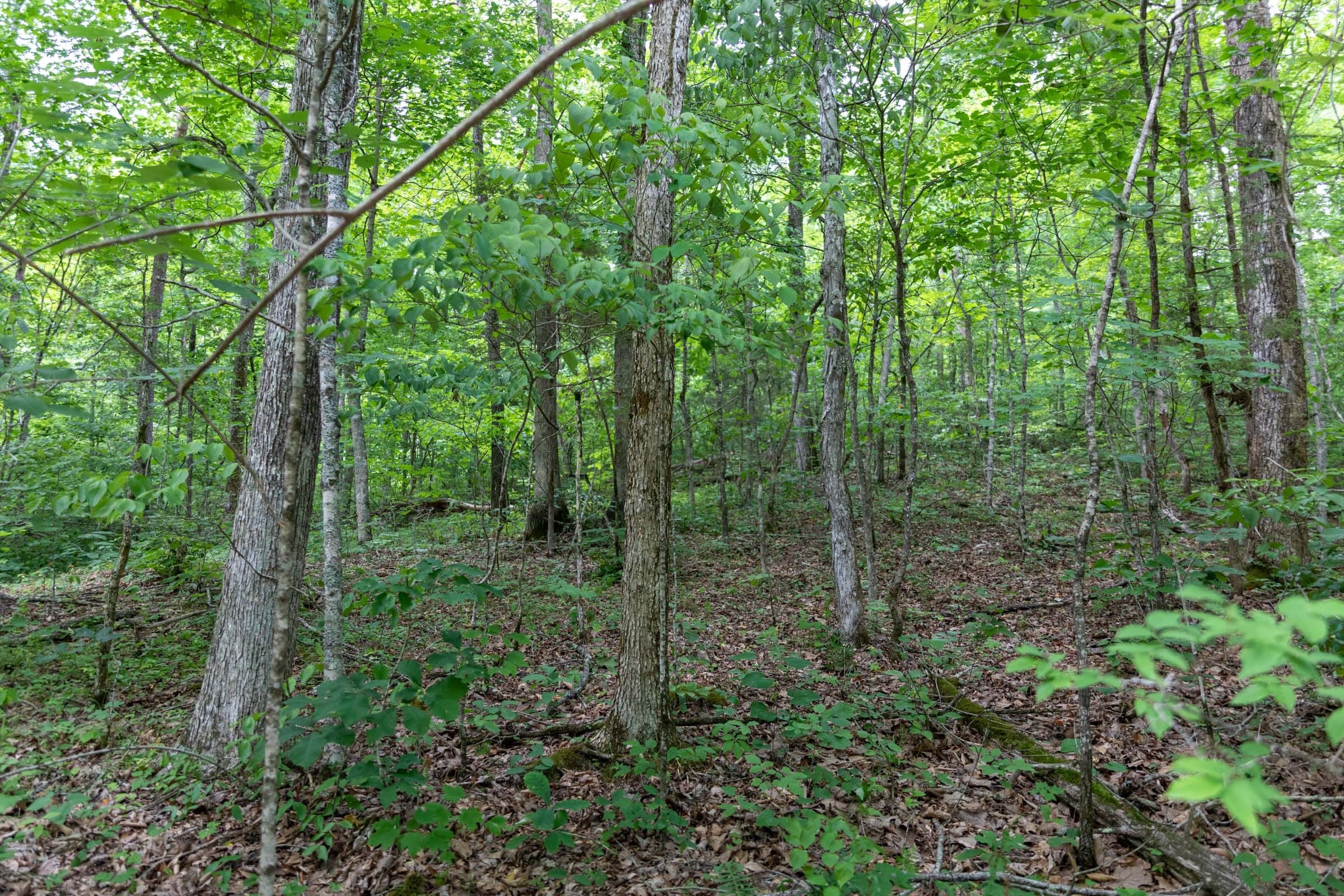 Tucker Hollow Tract 11 photo 1