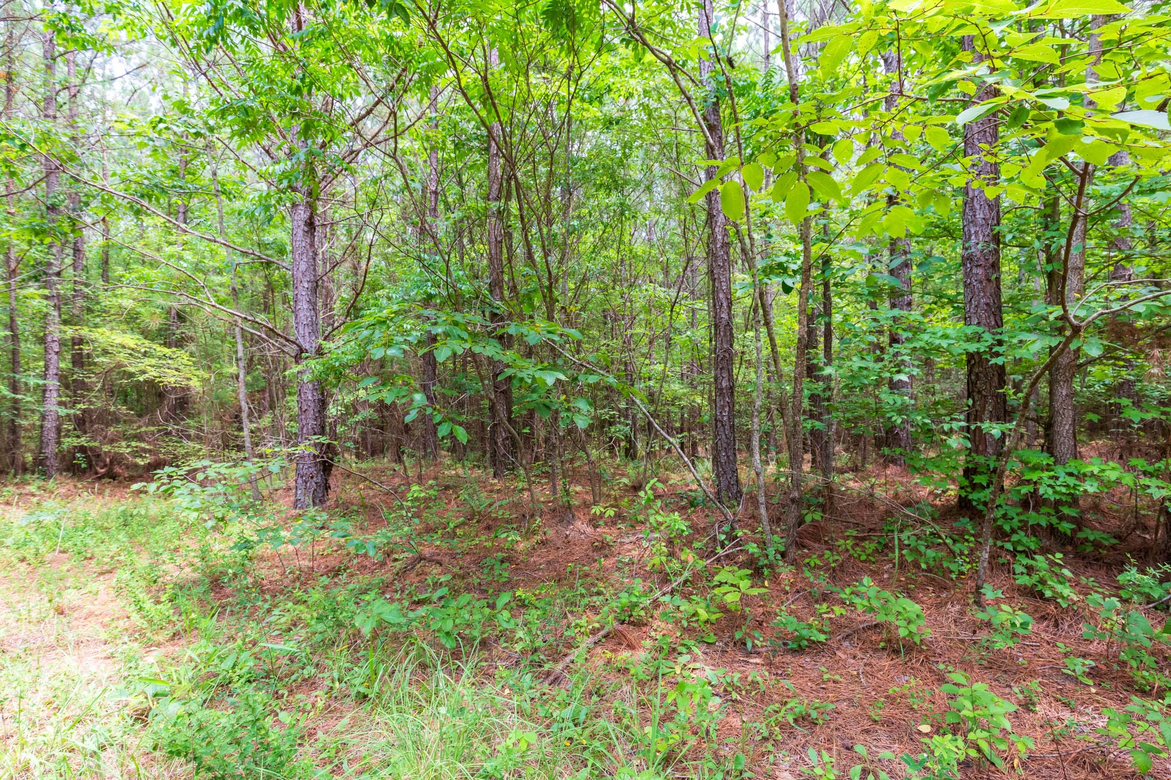 Whiskey Ridge Tract 106 photo 3