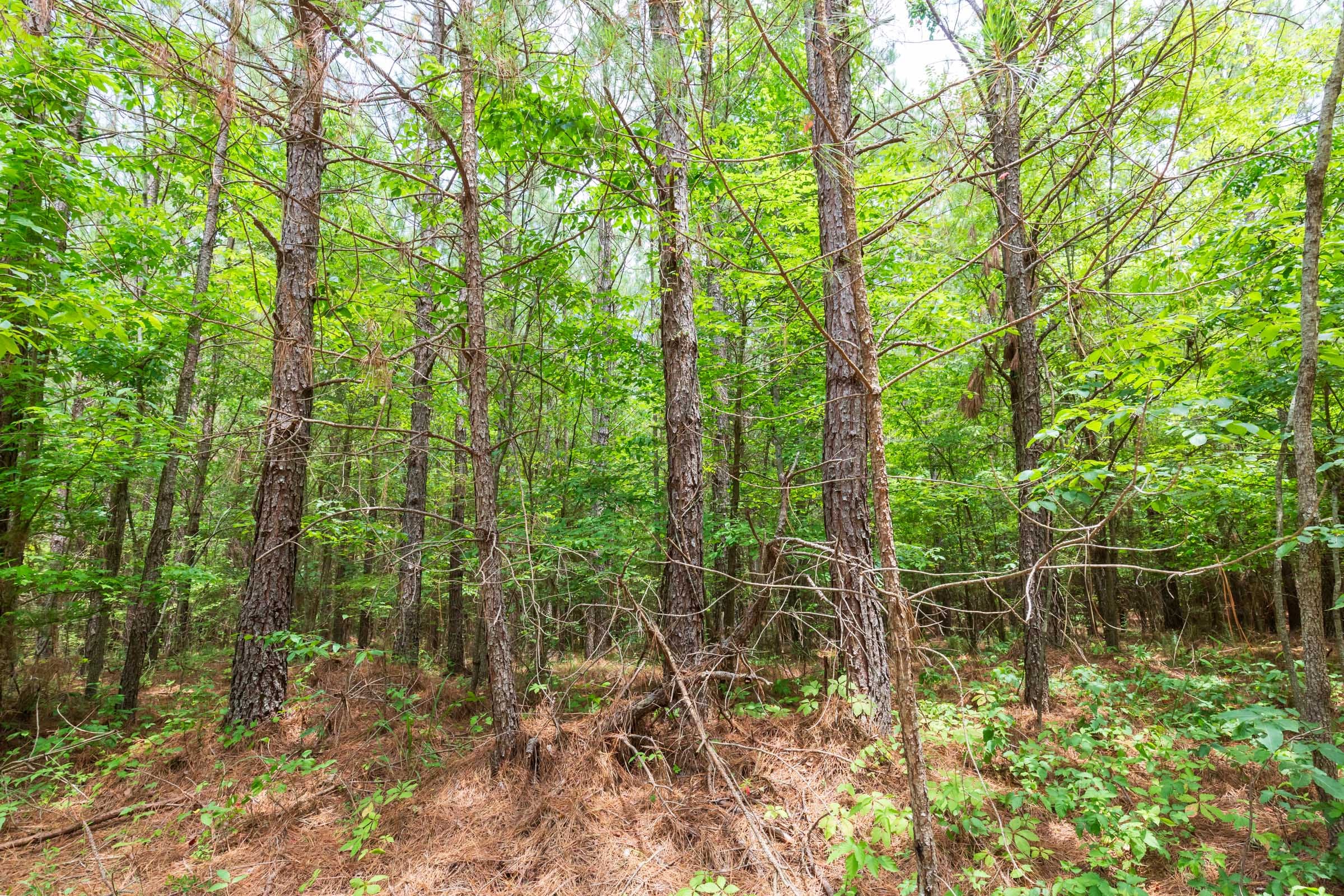 Whiskey Ridge Tract 106 photo 4