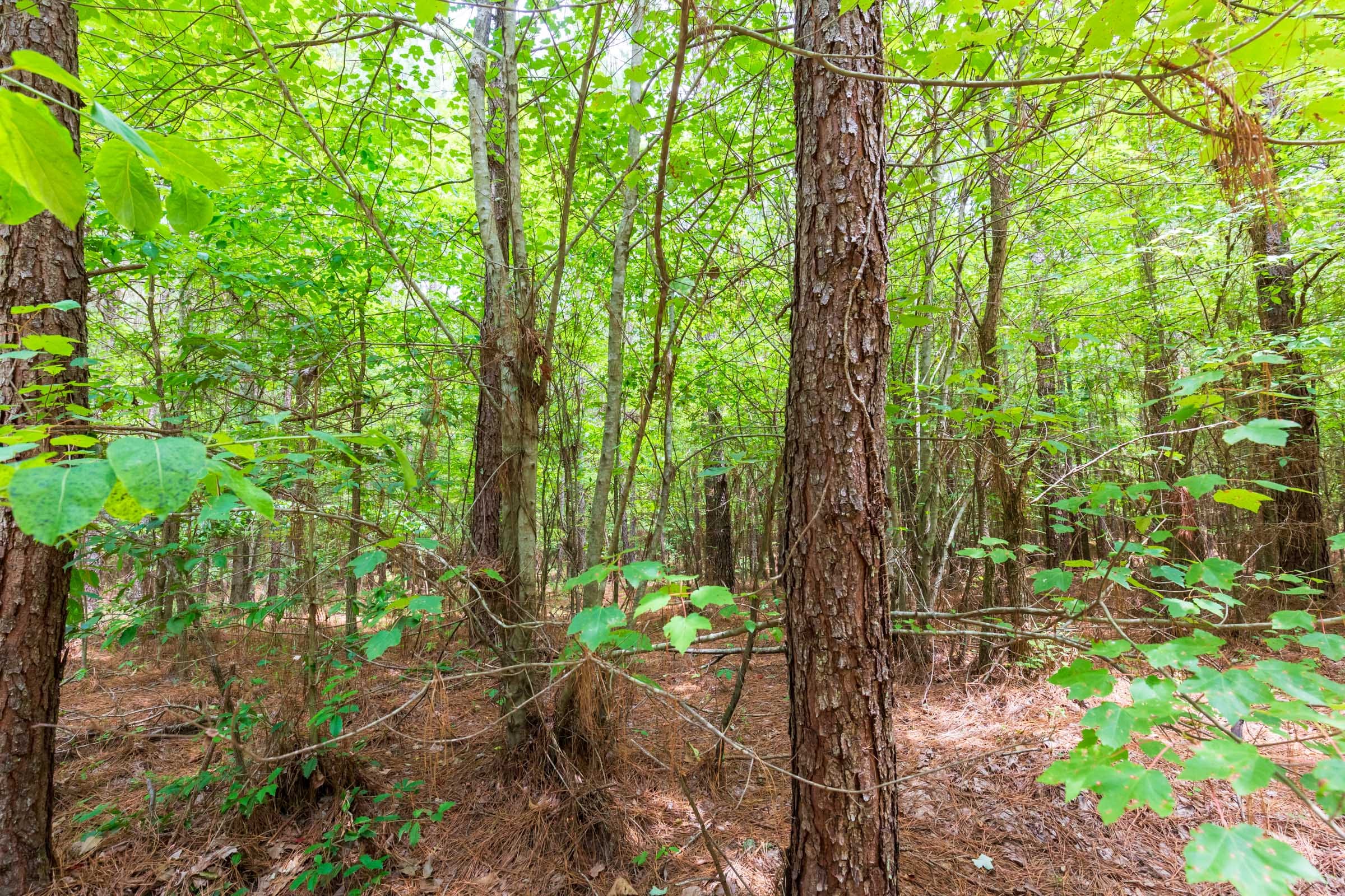 Whiskey Ridge Tract 106 photo 5
