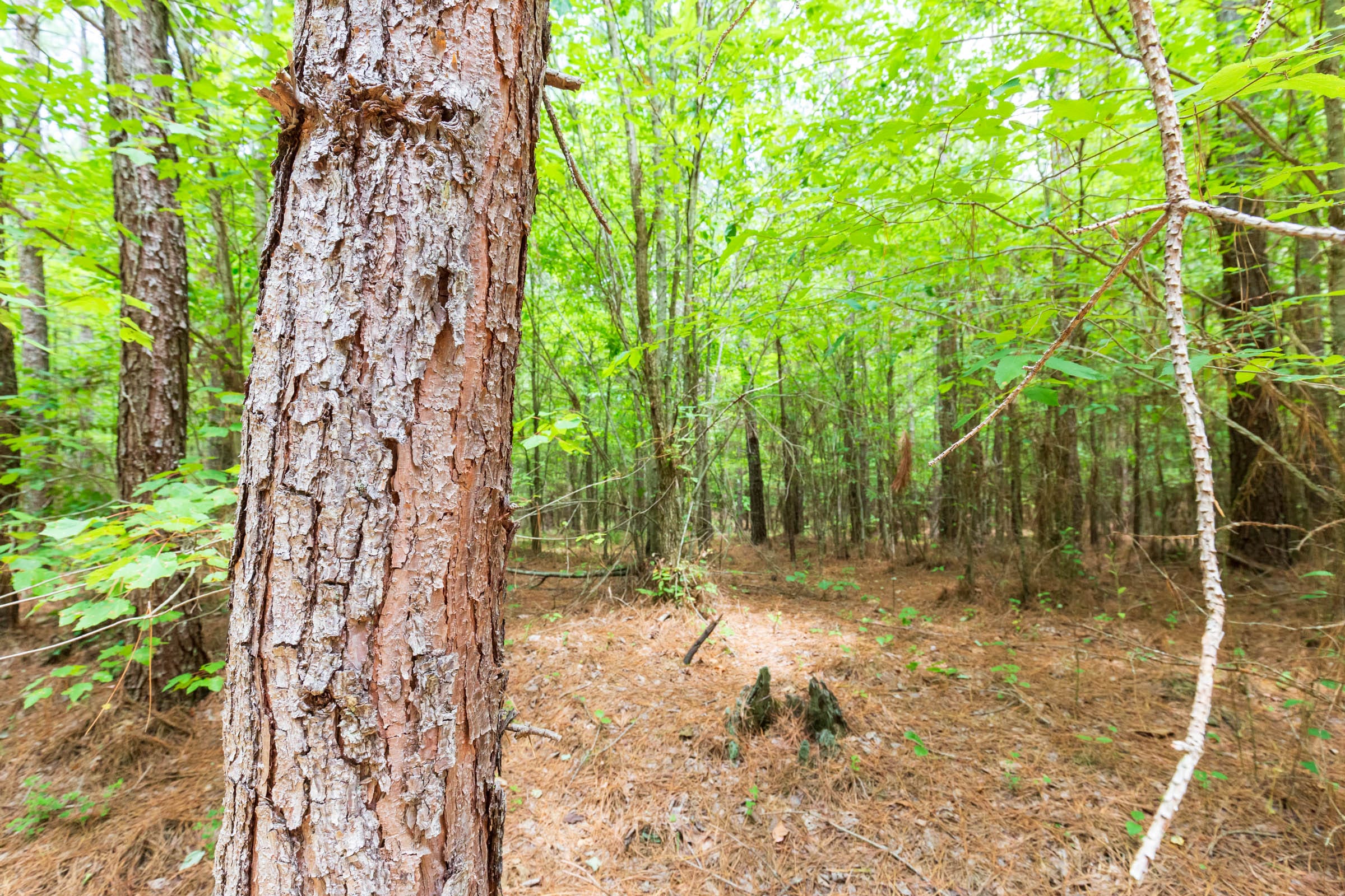 Whiskey Ridge Tract 106 photo 6