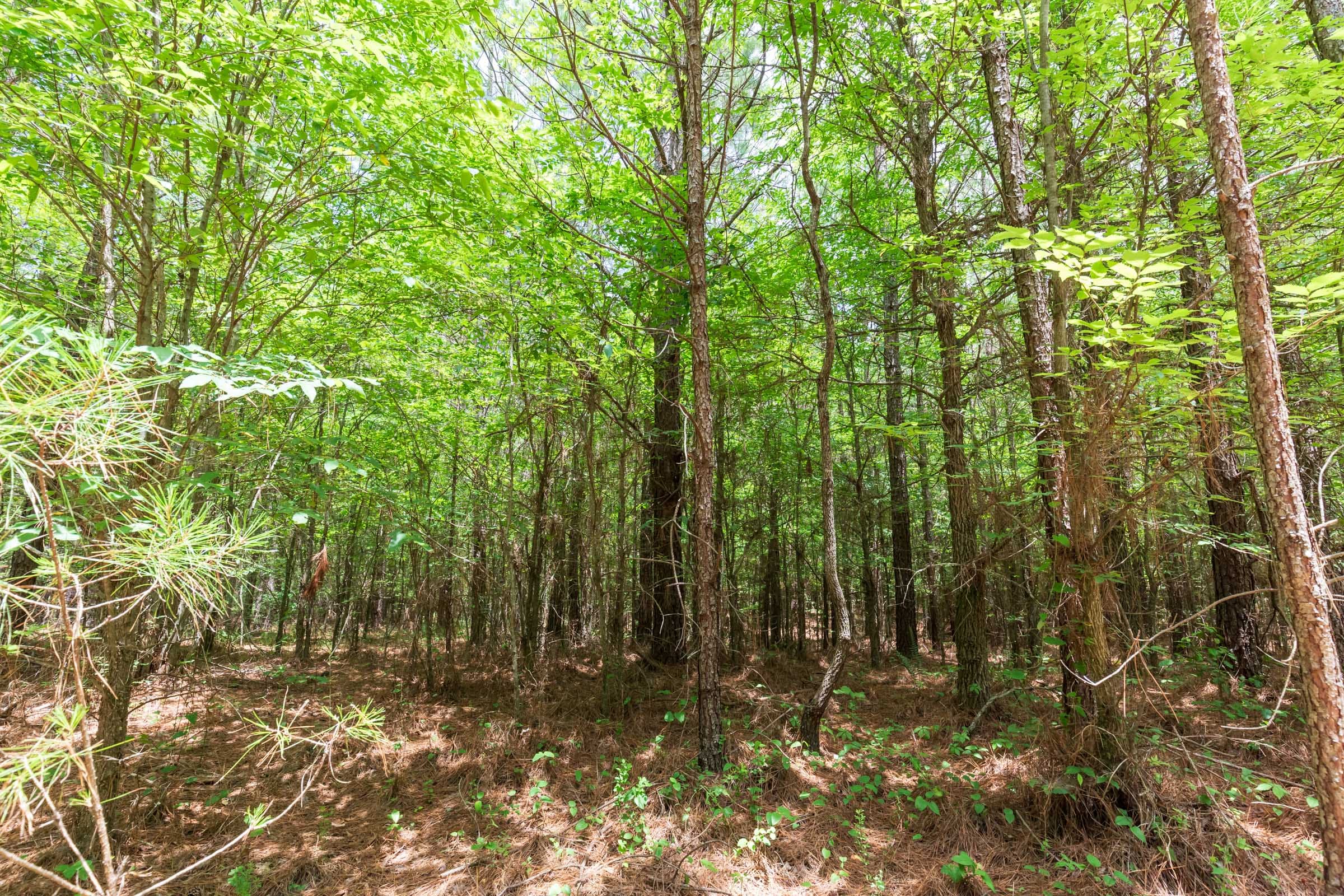 Whiskey Ridge Tract 106 photo 7