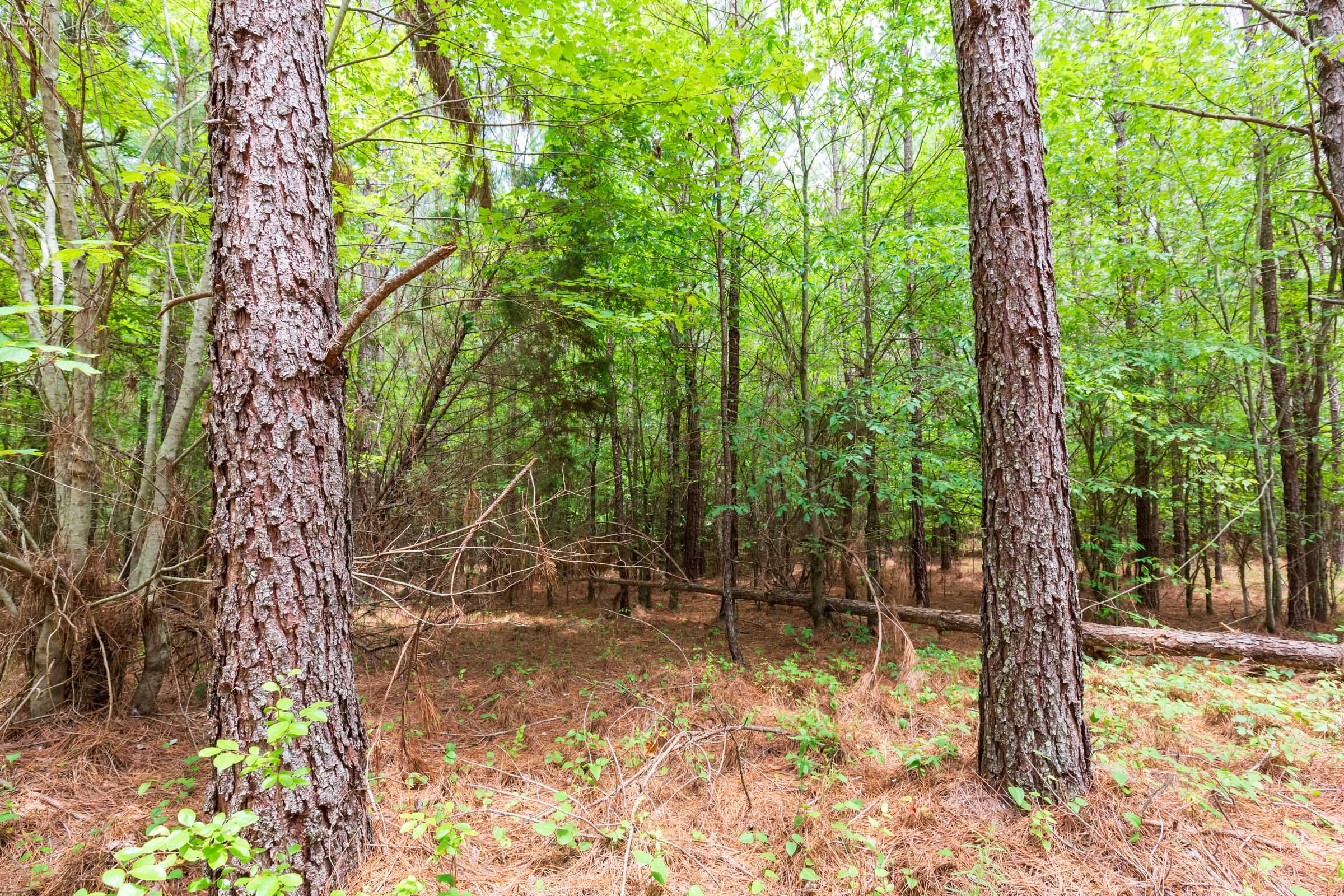 Whiskey Ridge Tract 106 photo 8