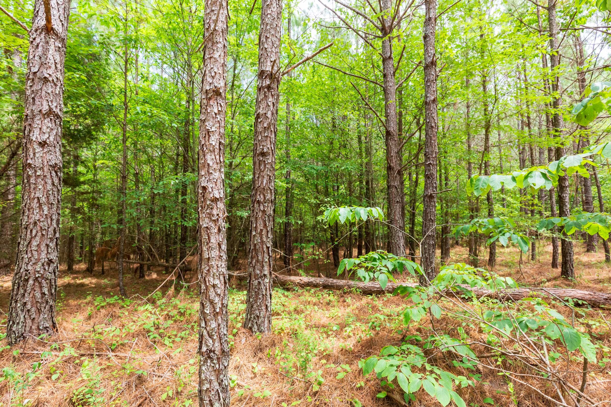Whiskey Ridge Tract 106 photo 10