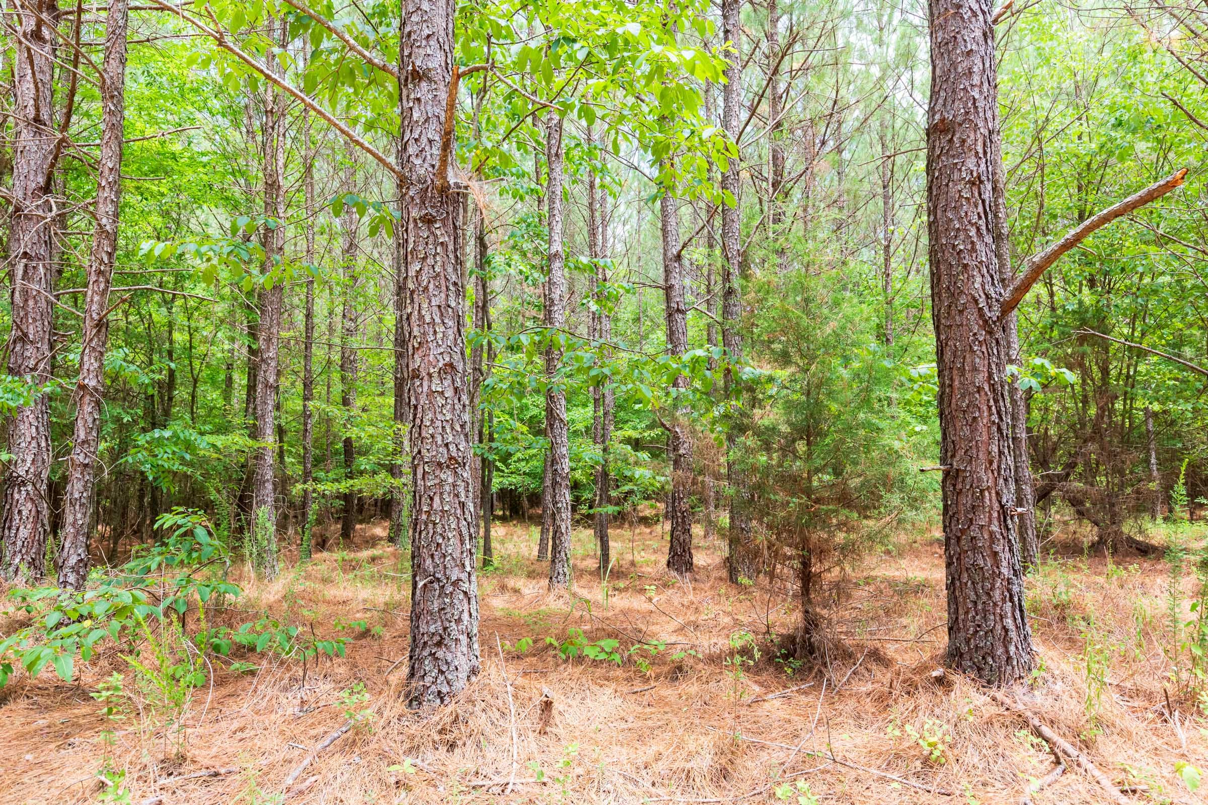 Whiskey Ridge Tract 106 photo 11