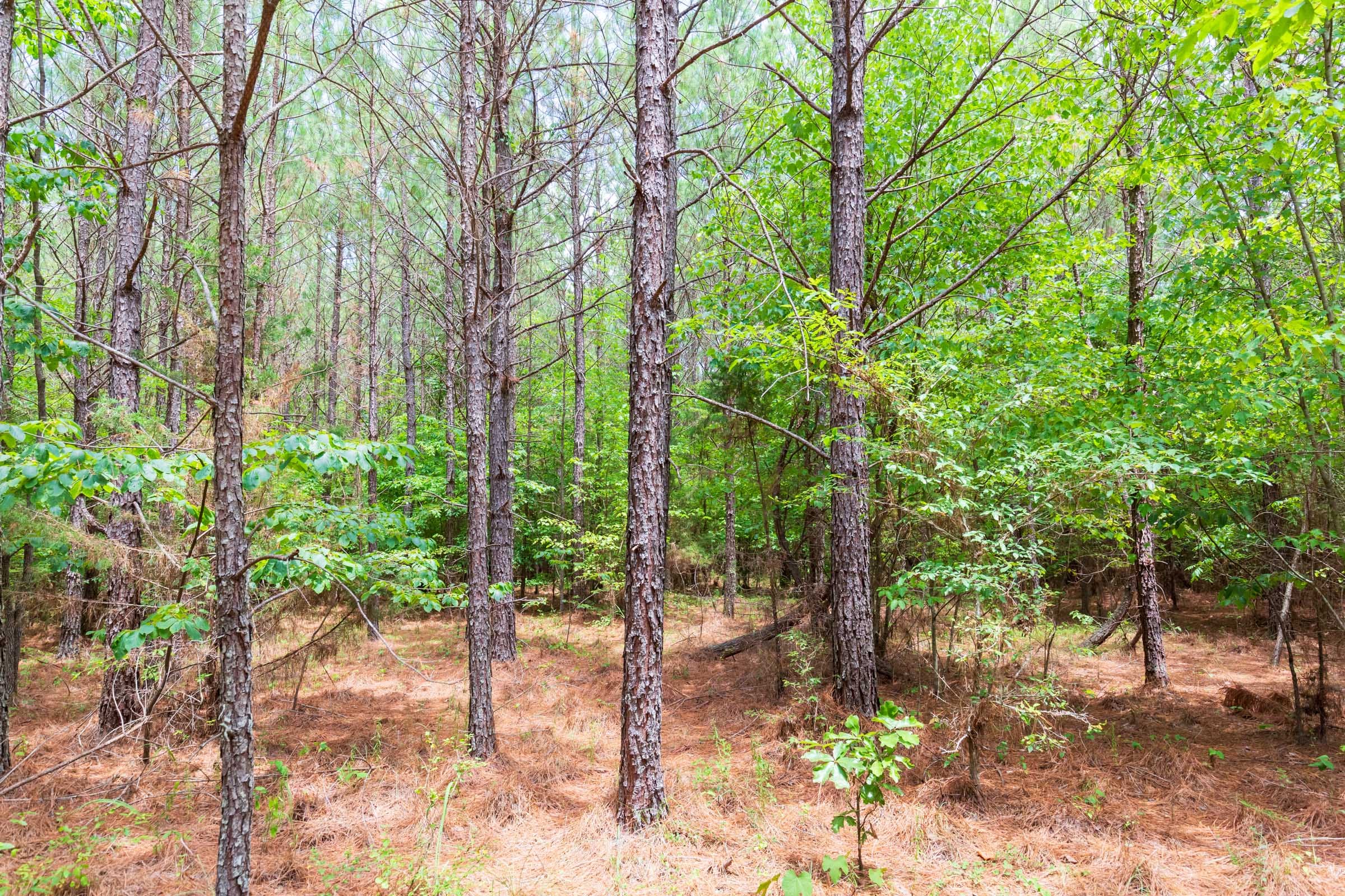Whiskey Ridge Tract 106 photo 12