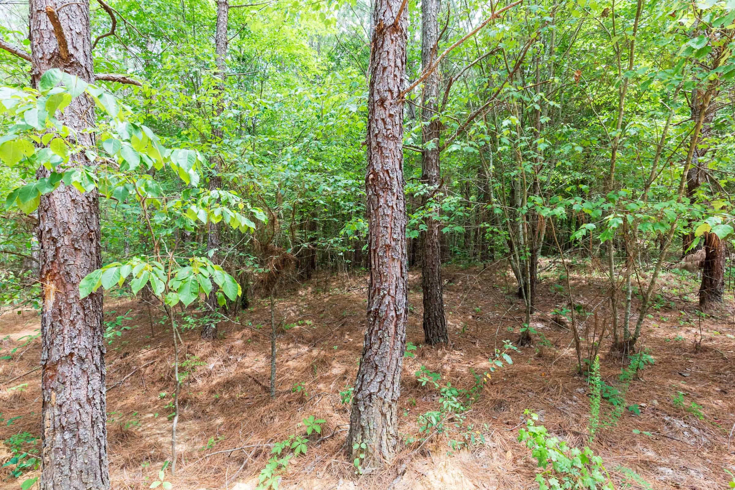 Whiskey Ridge Tract 106 photo 13