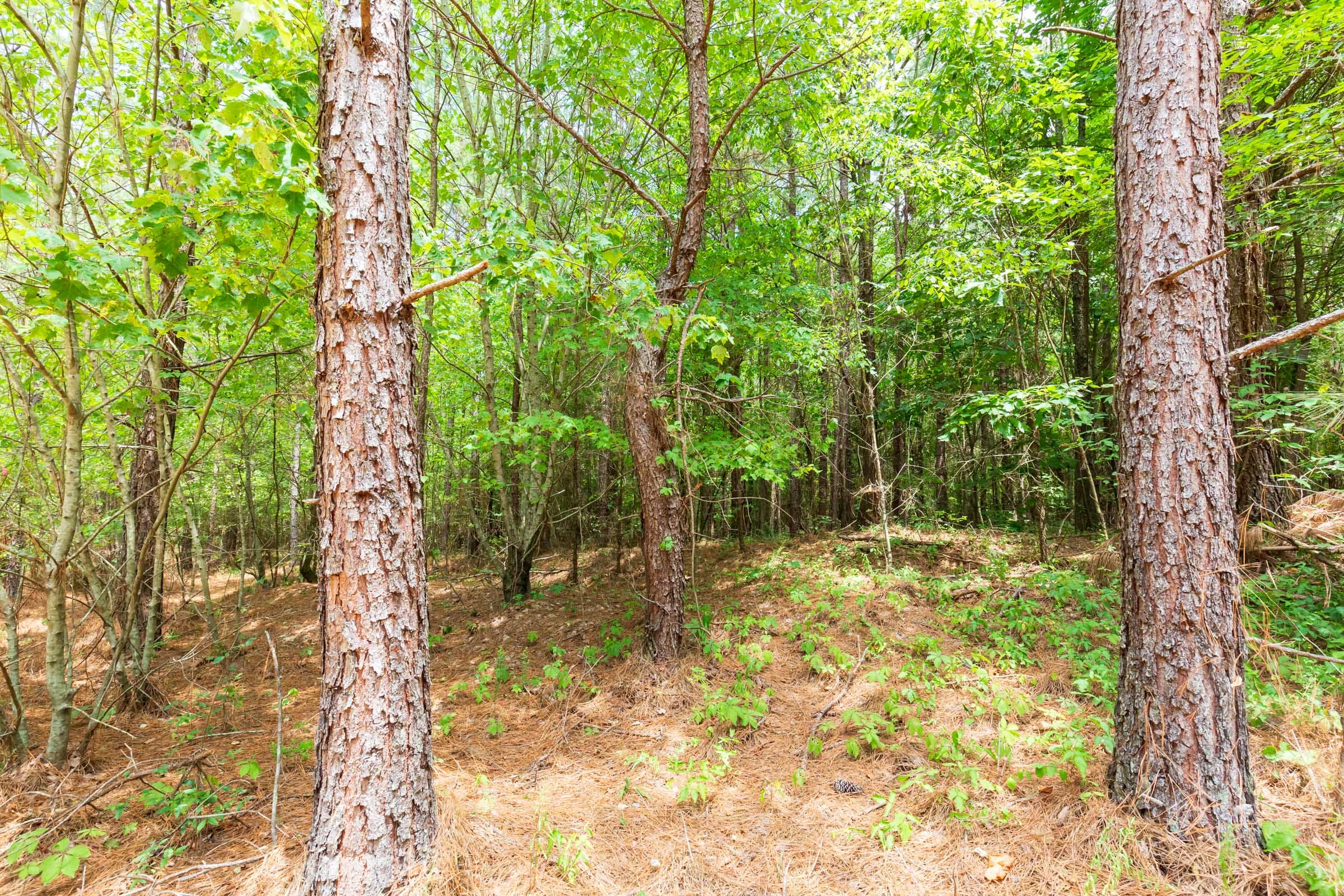 Whiskey Ridge Tract 106 photo 14