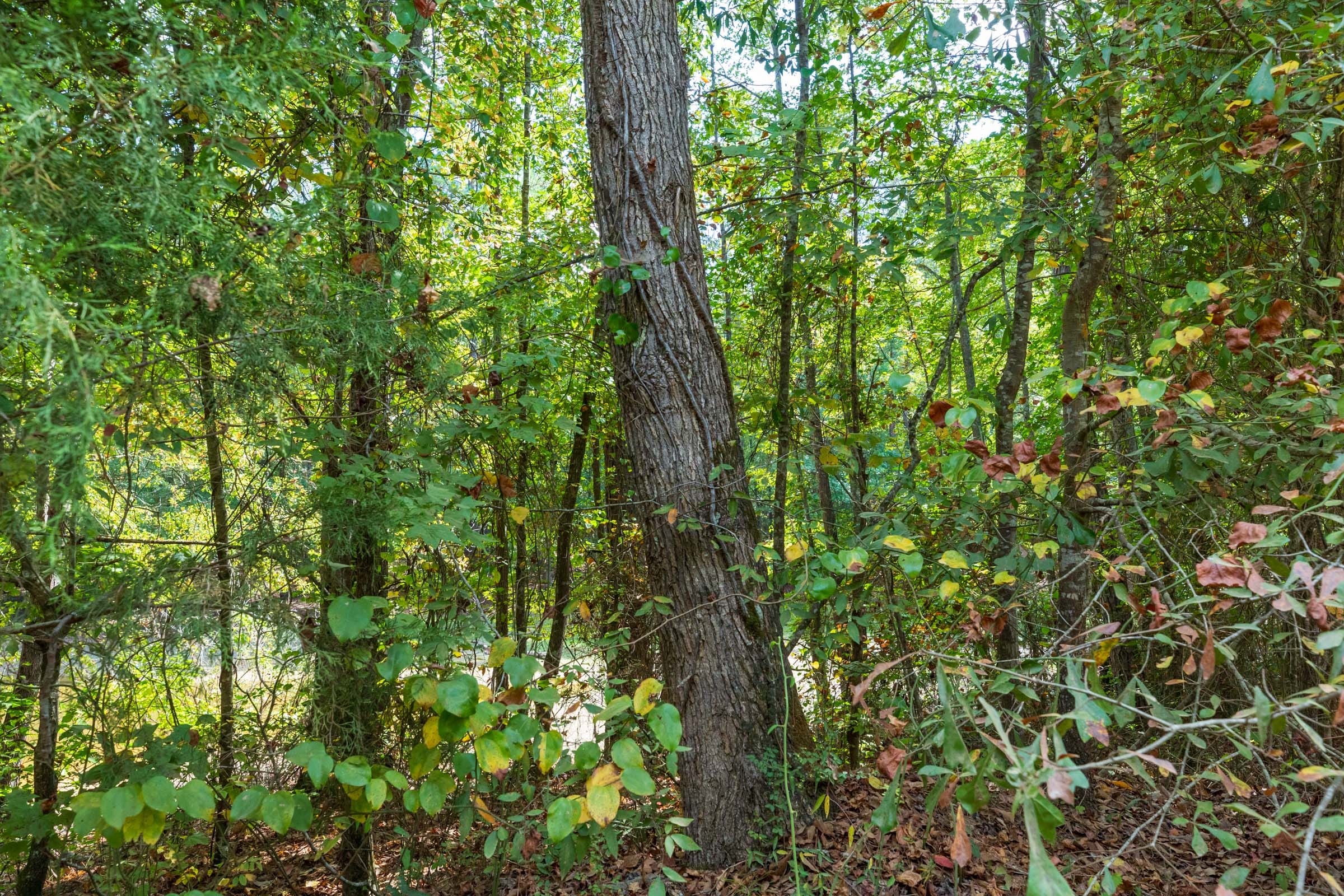 Willow Grove Tract 7 photo 10