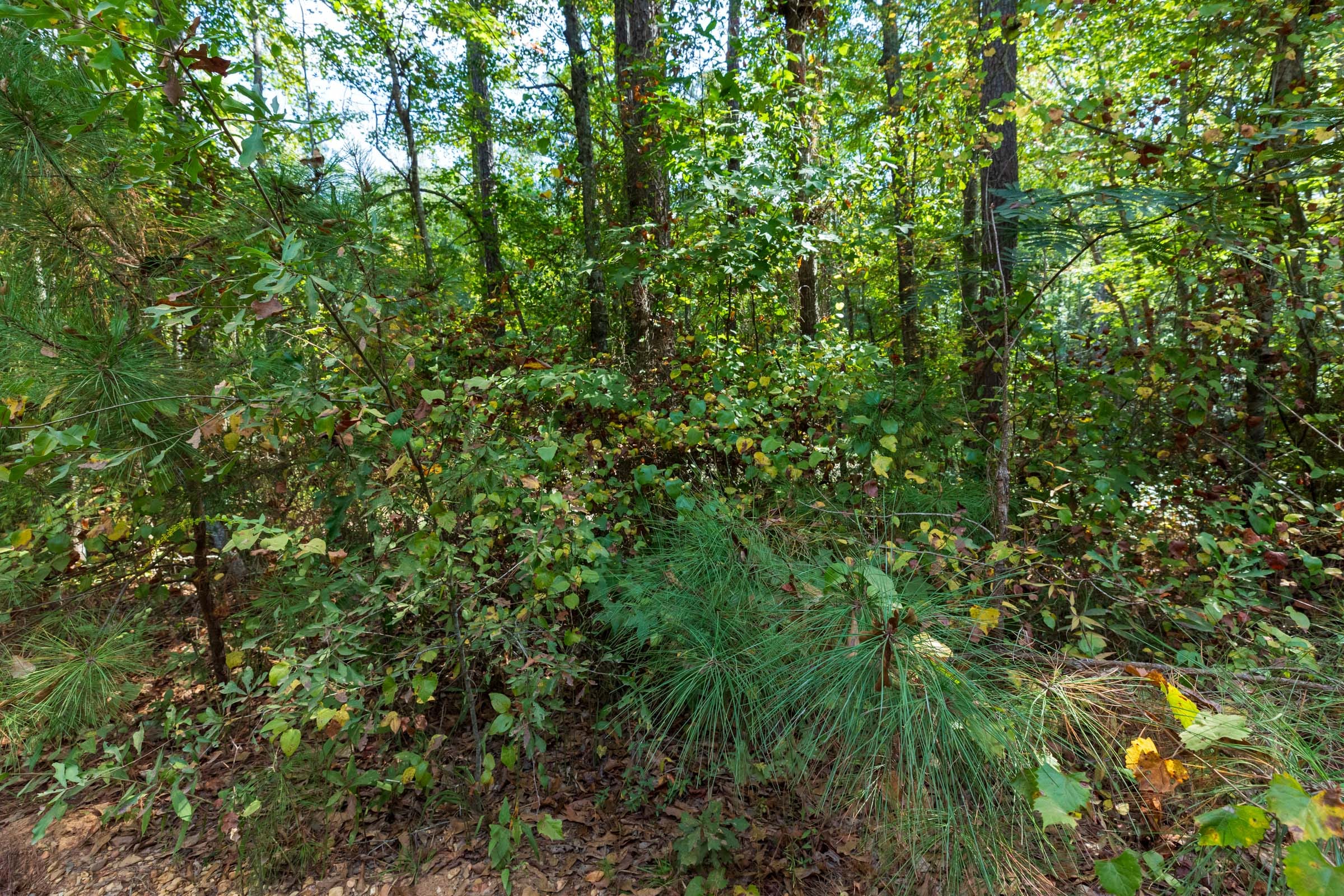 Willow Grove Tract 7 photo 7