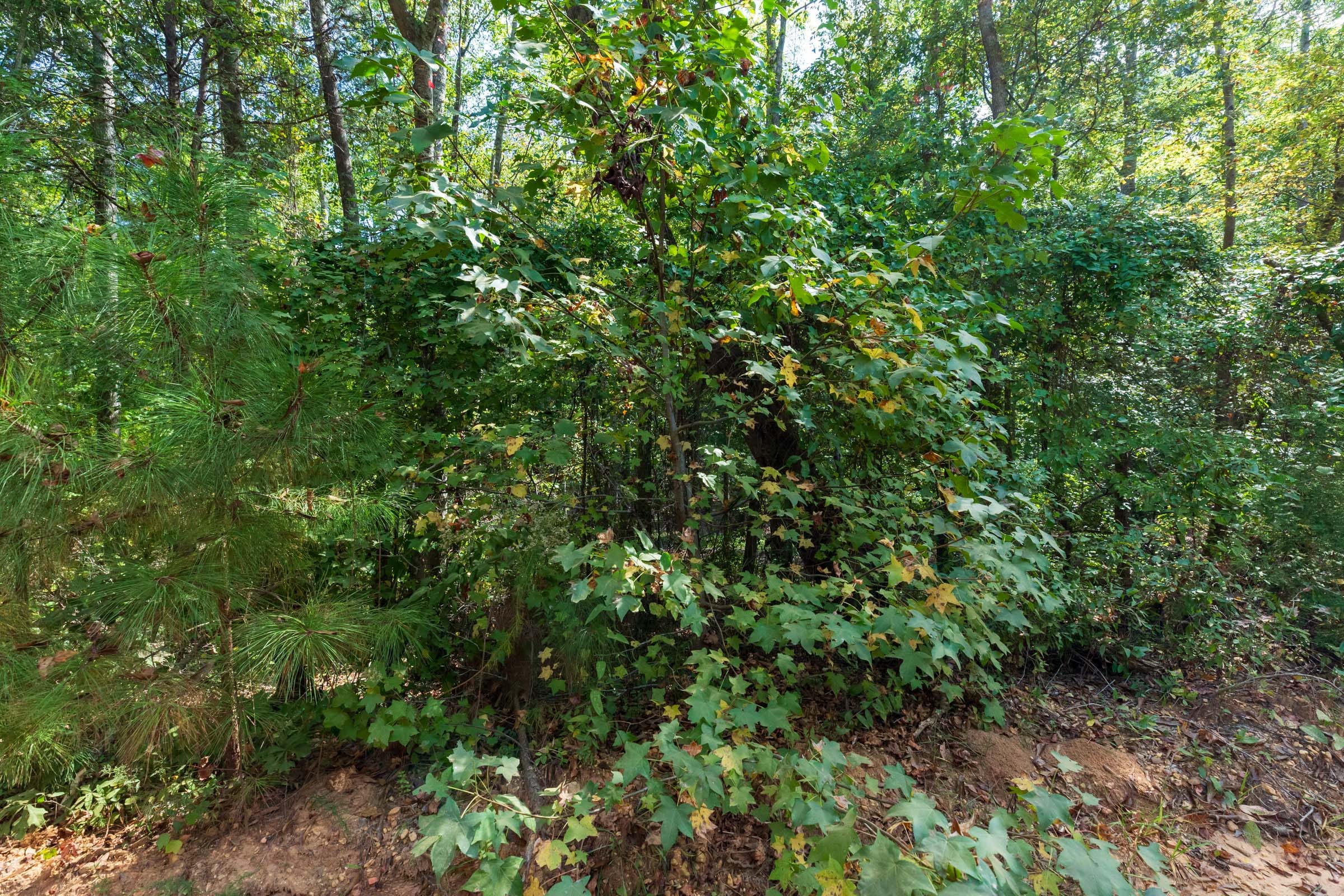 Willow Grove Tract 7 photo 11