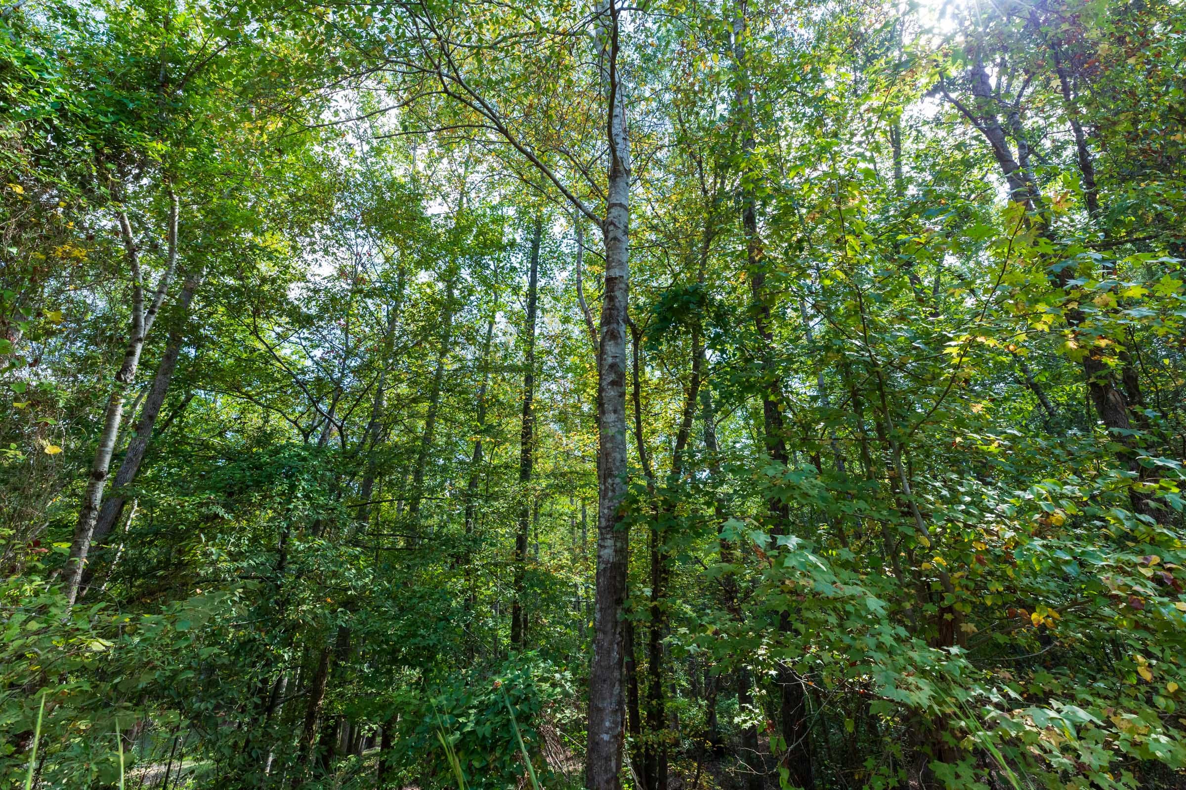 Willow Grove Tract 7 photo 12