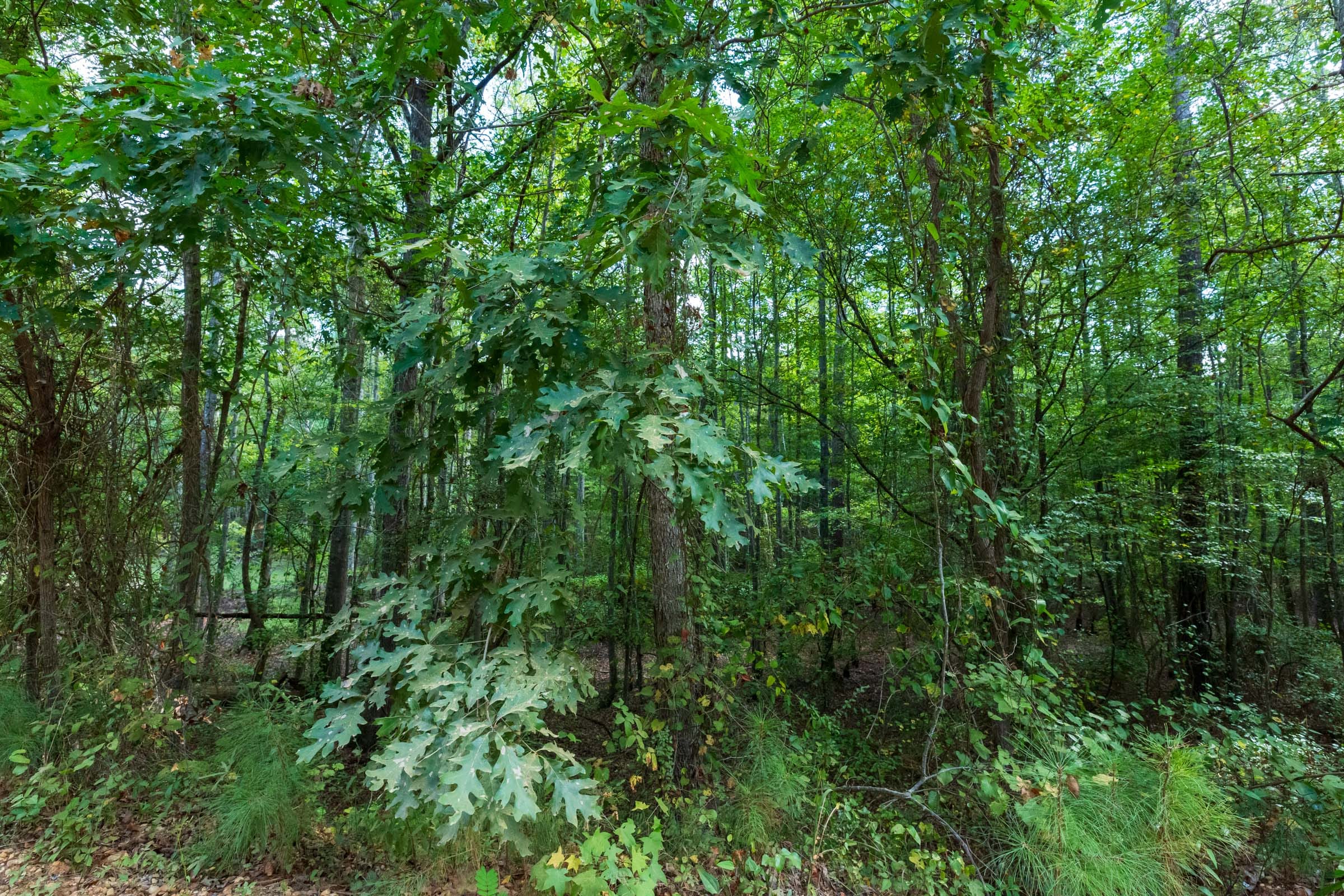 Willow Grove Tract 7 photo 14