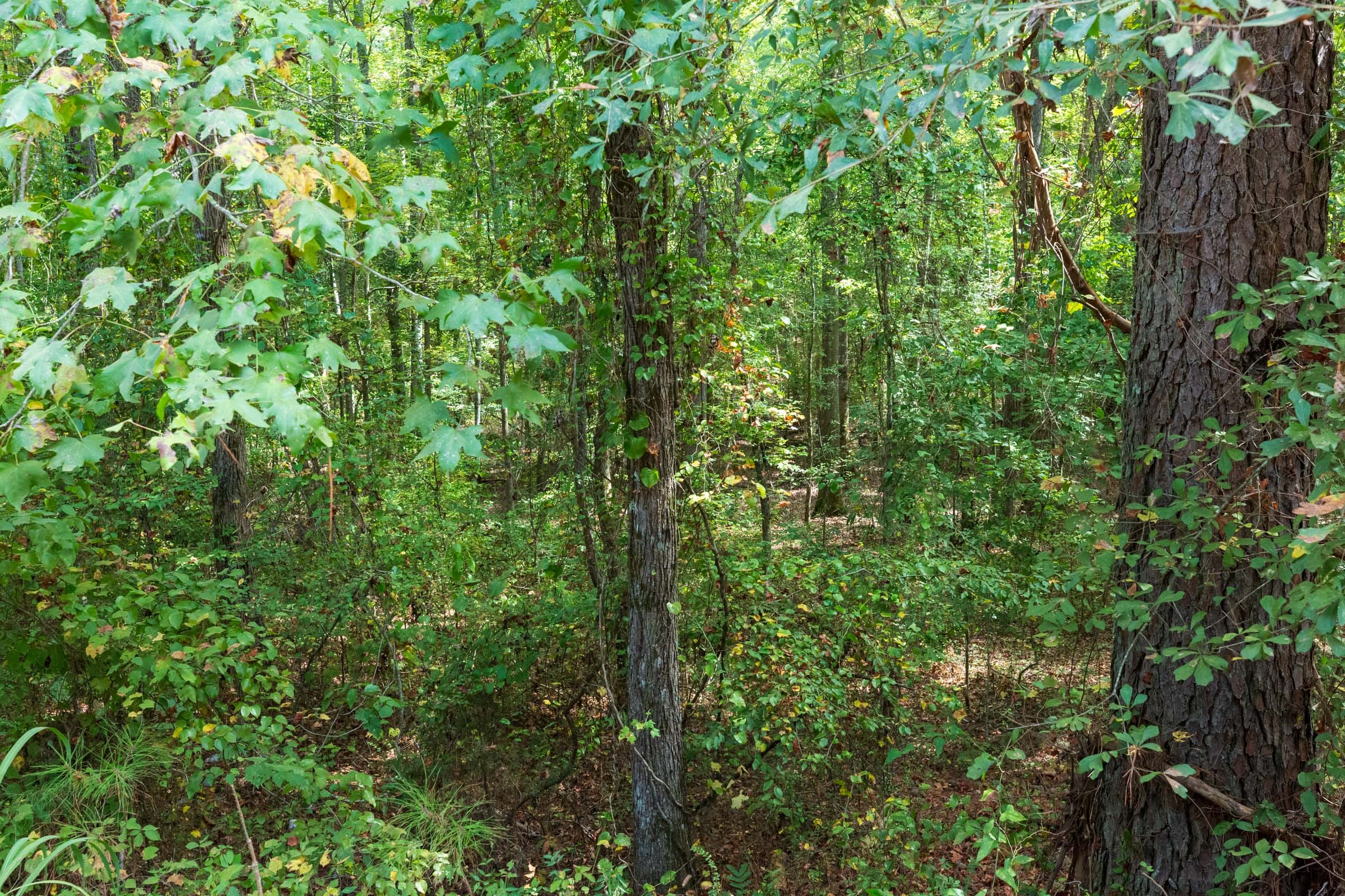 Willow Grove Tract 7 photo 16