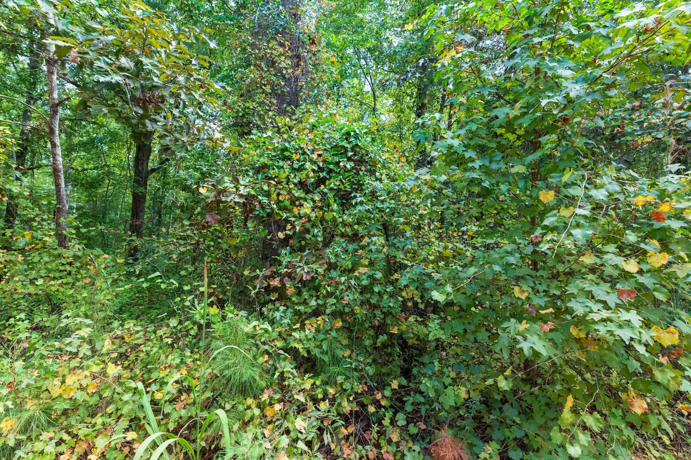 Willow Grove Tract 7 photo 15