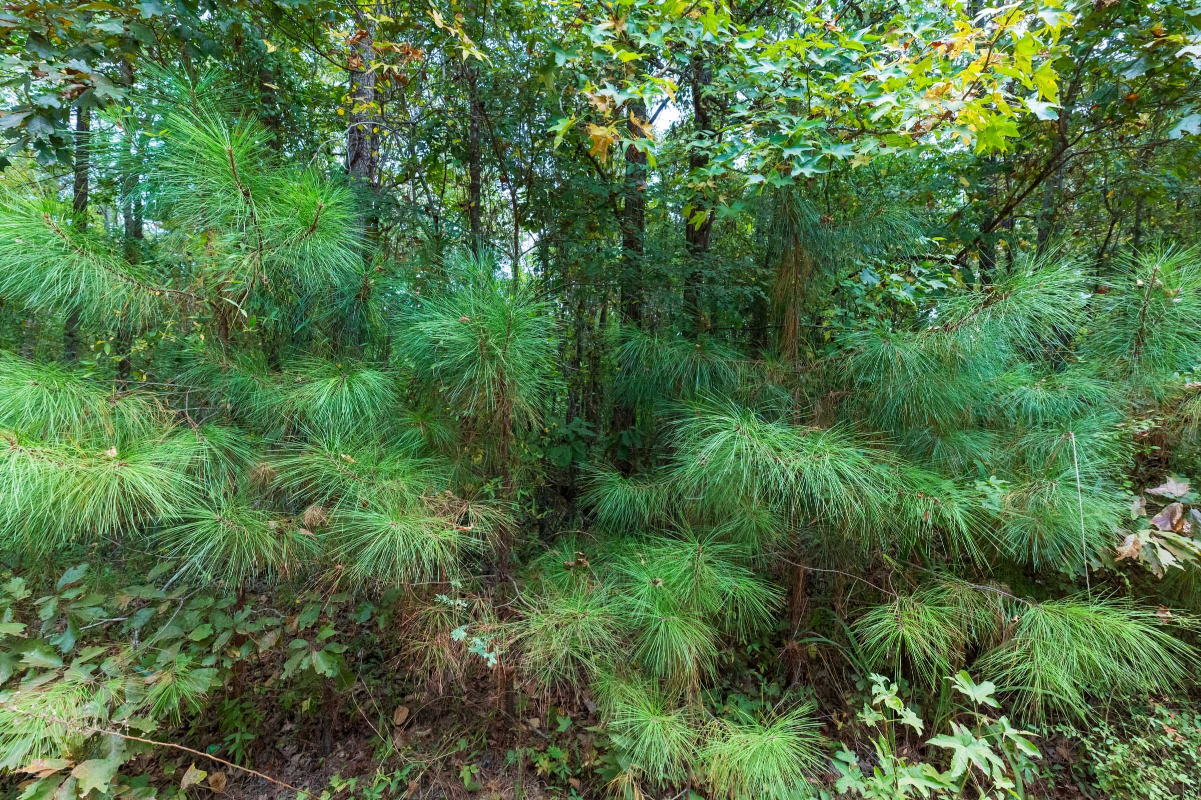 Willow Grove Tract 7 photo 13