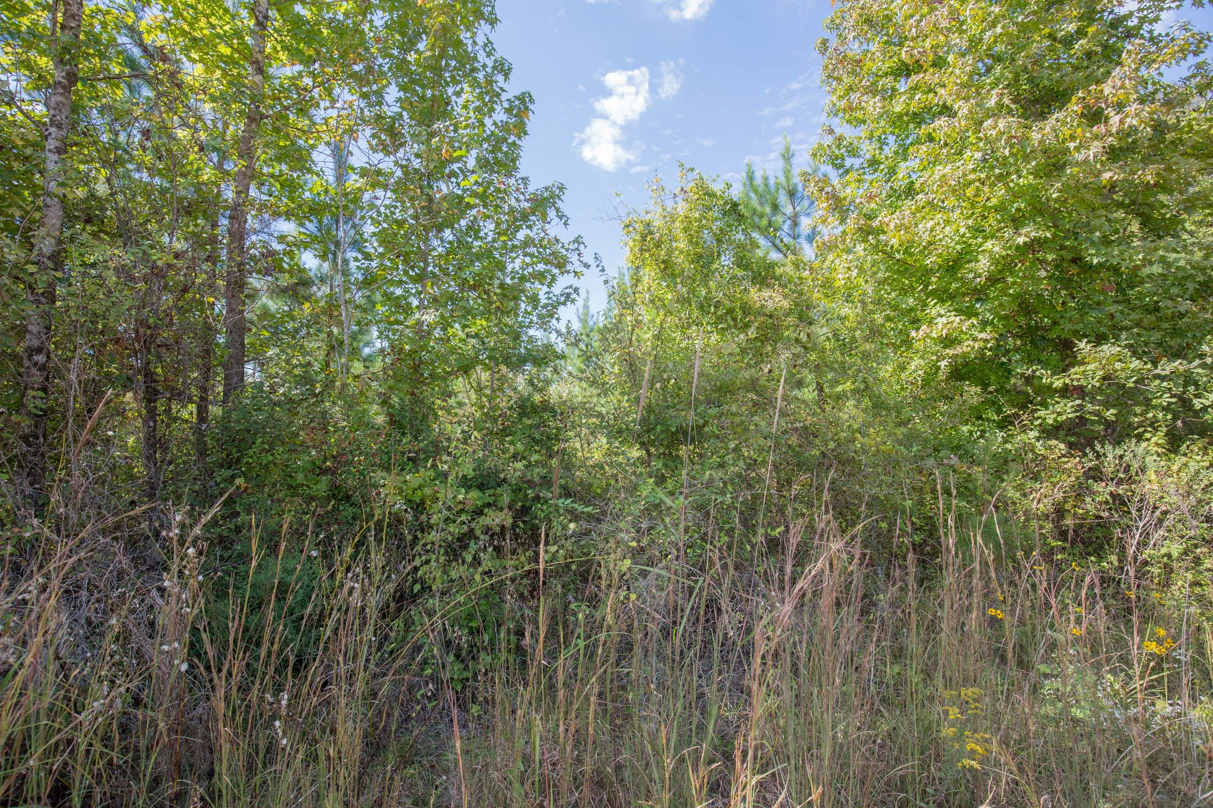 Brentwood Tract 9 photo 3