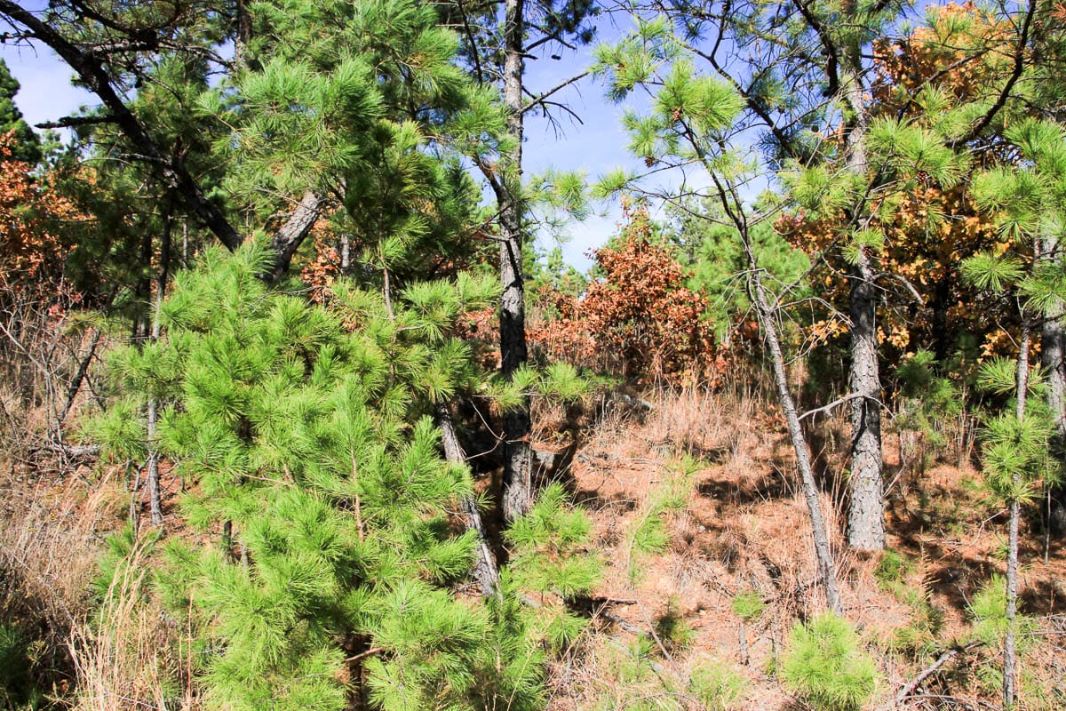 Stone Creek Phase III Tract 53 photo 5