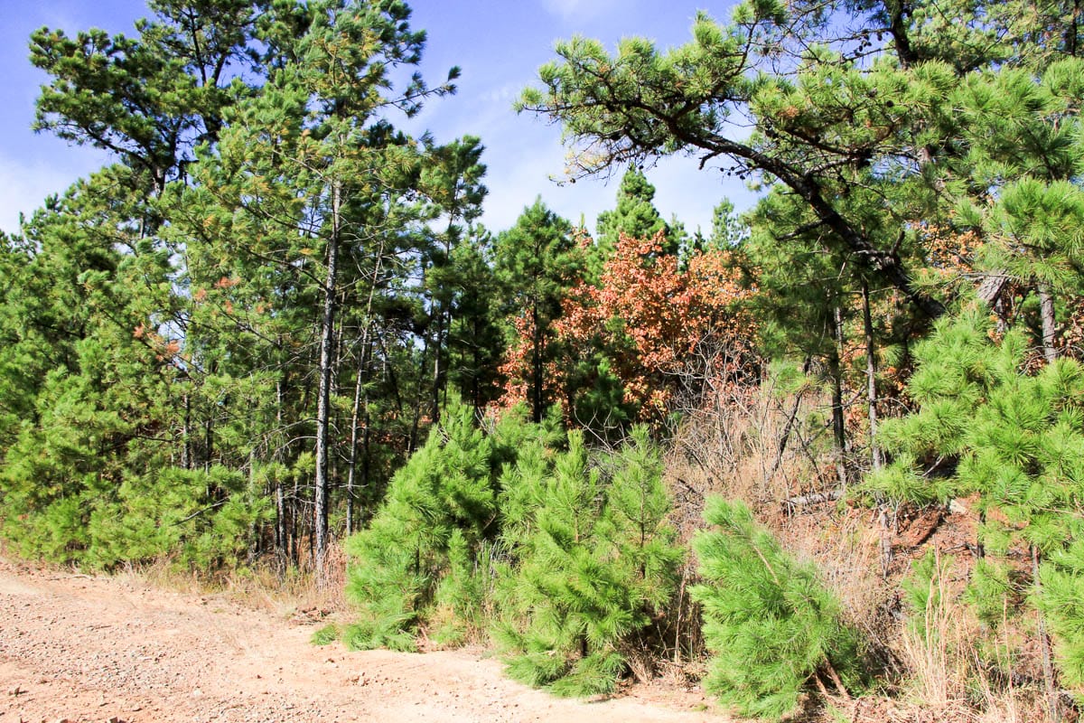 Stone Creek Phase III Tract 53 photo 6