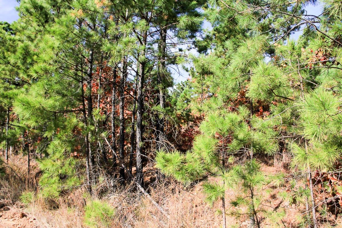 Stone Creek Phase III Tract 53 photo 7