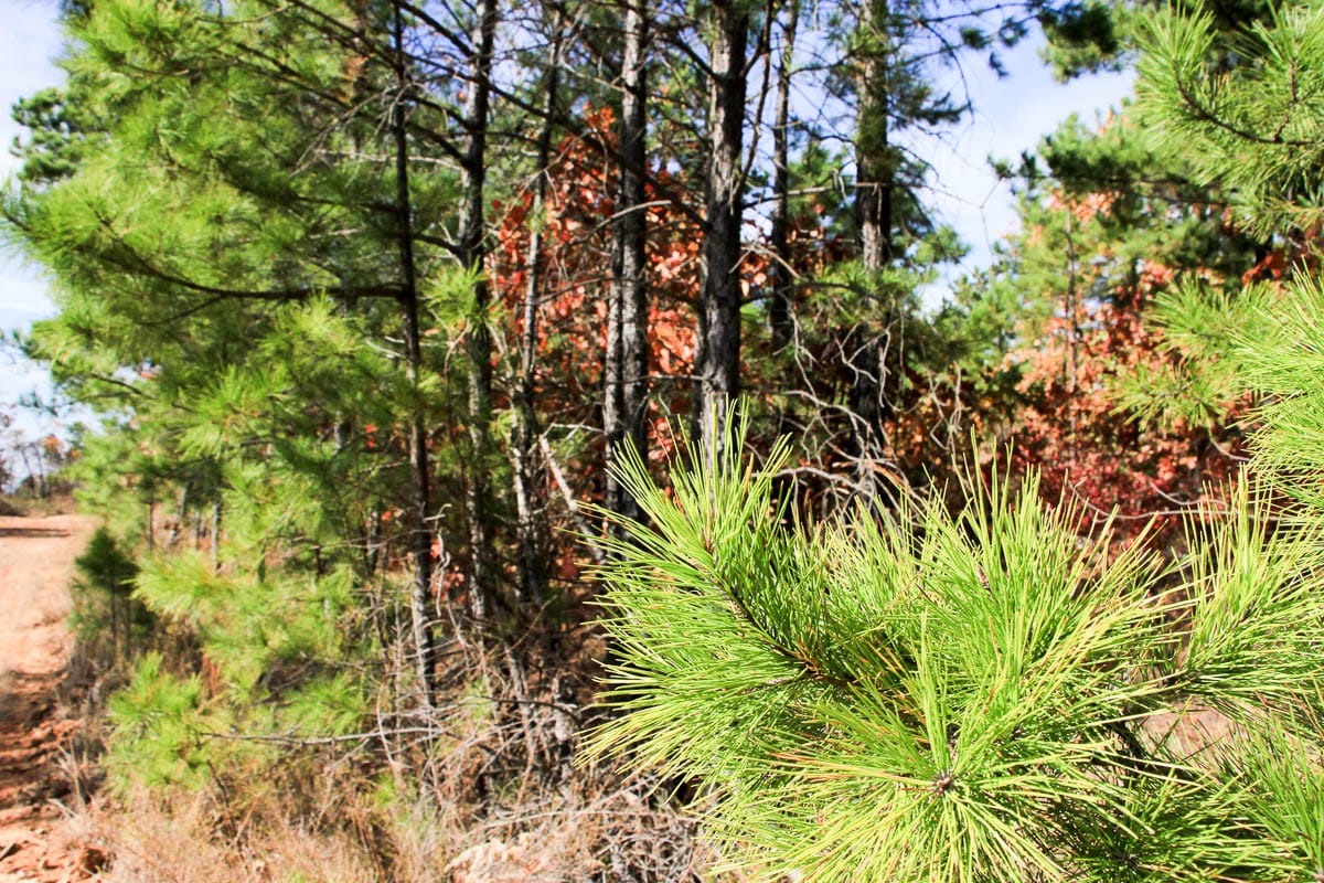 Stone Creek Phase III Tract 53 photo 8
