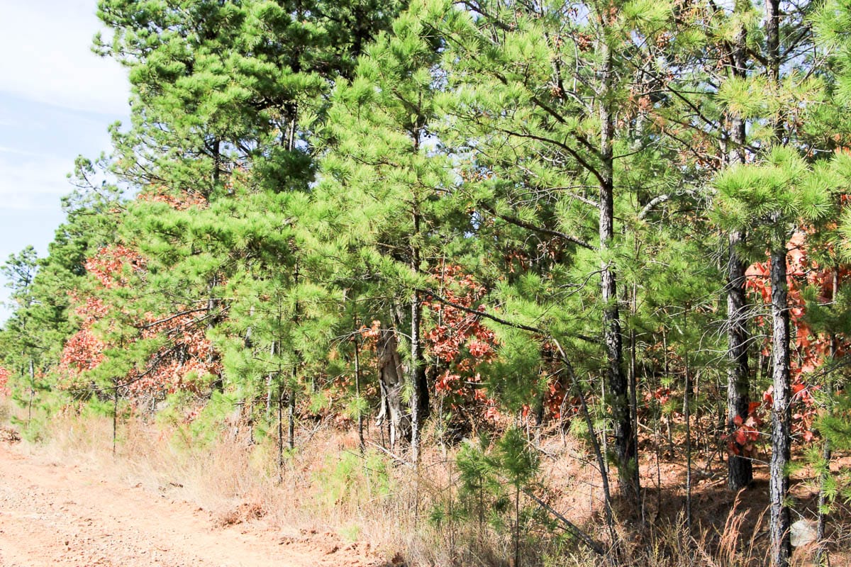 Stone Creek Phase III Tract 53 photo 9