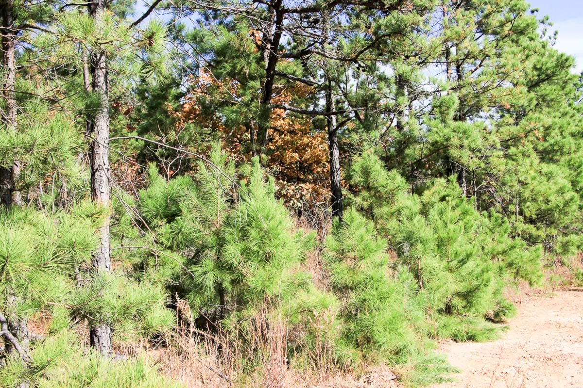 Stone Creek Phase III Tract 53 photo 10