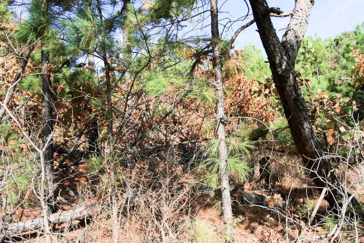 Stone Creek Phase III Tract 53 photo 11