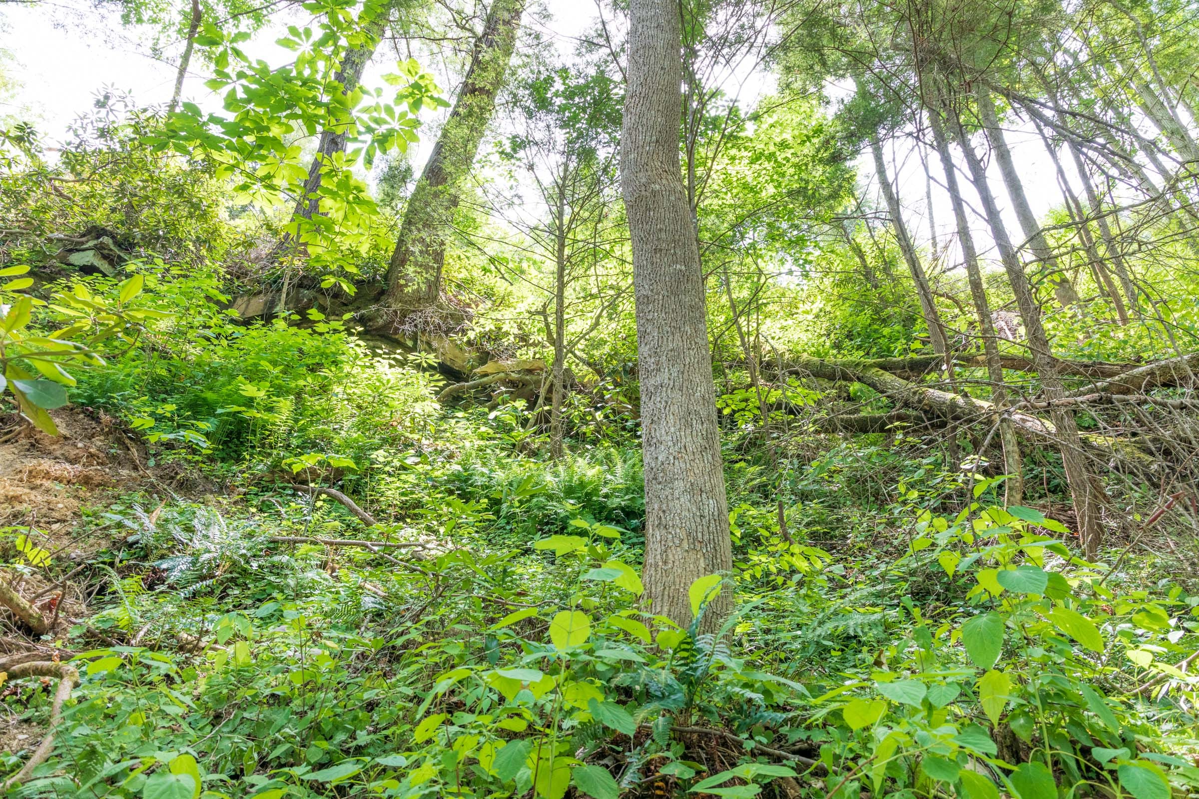 River’s Edge Tract 27 photo 5