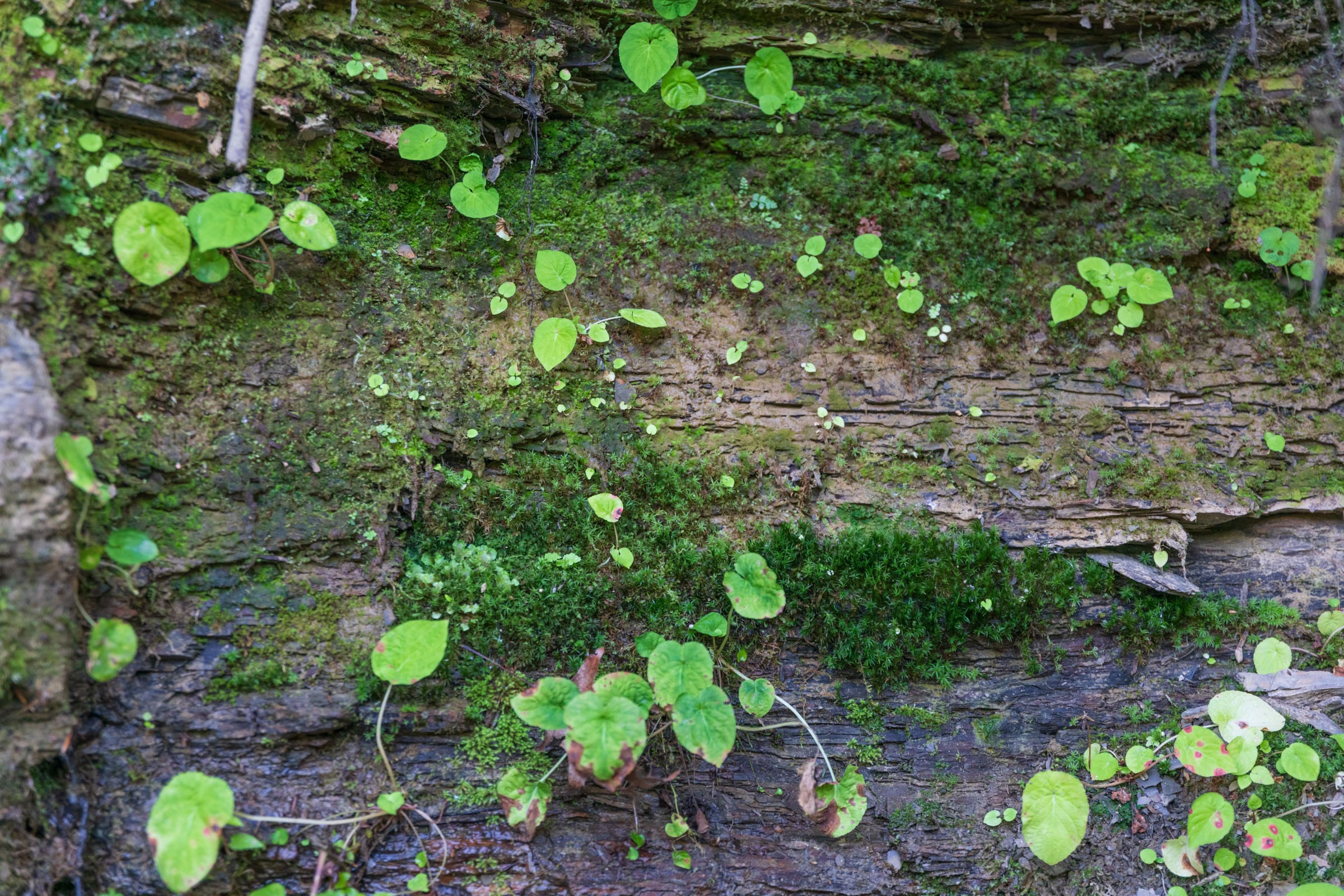 River’s Edge Tract 27 photo 9