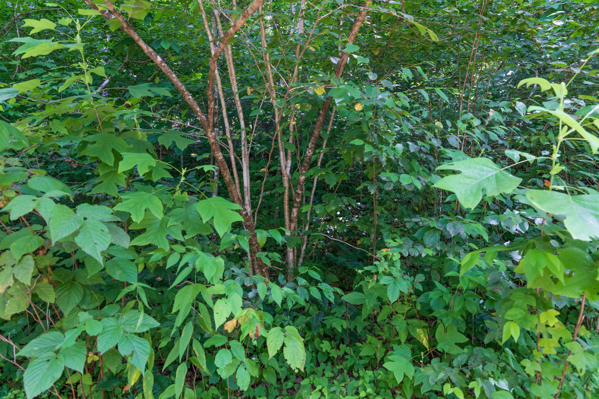 River’s Edge Tract 27 photo 12