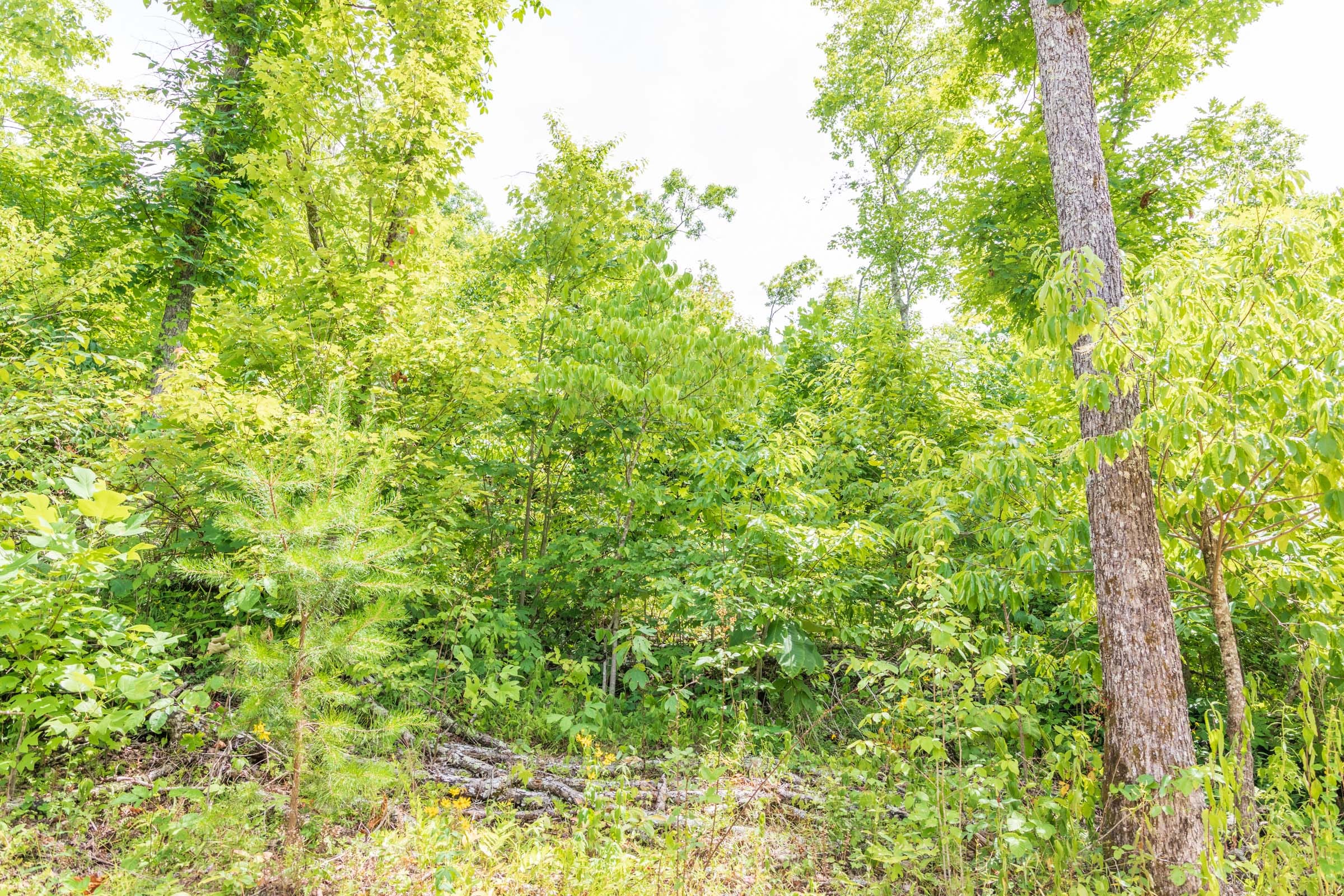 River’s Edge Tract 27 photo 13
