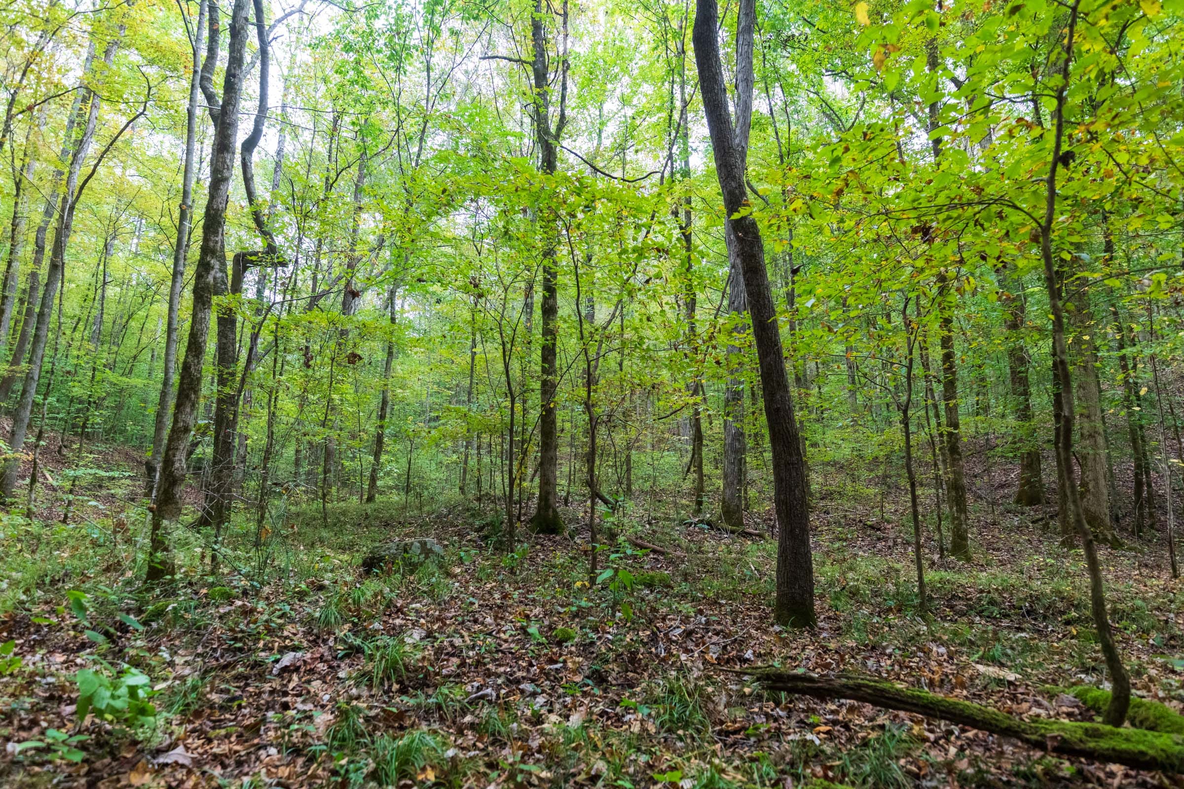 Copper Ridge Tract 5 photo 12