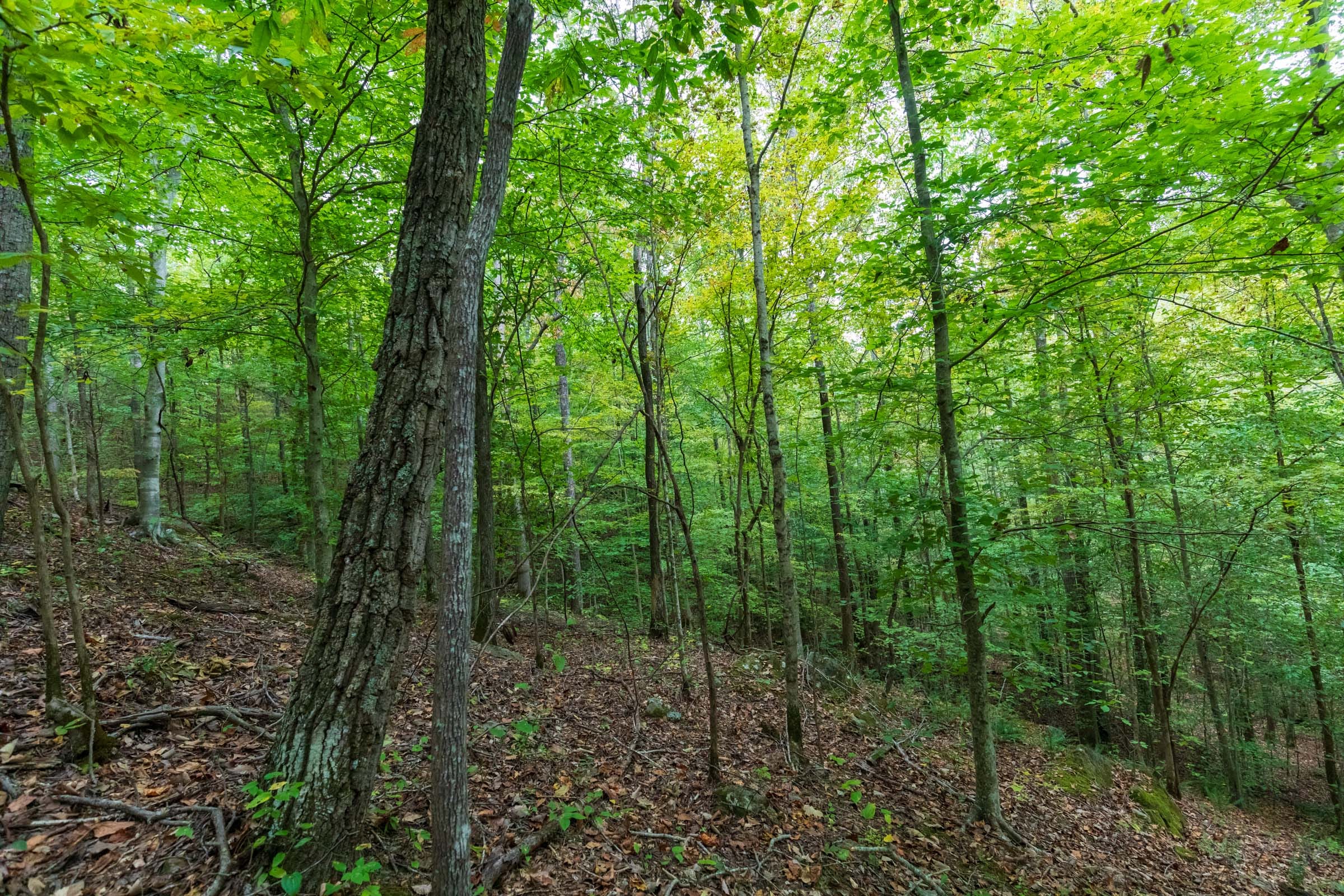 Copper Ridge Tract 5 photo 15