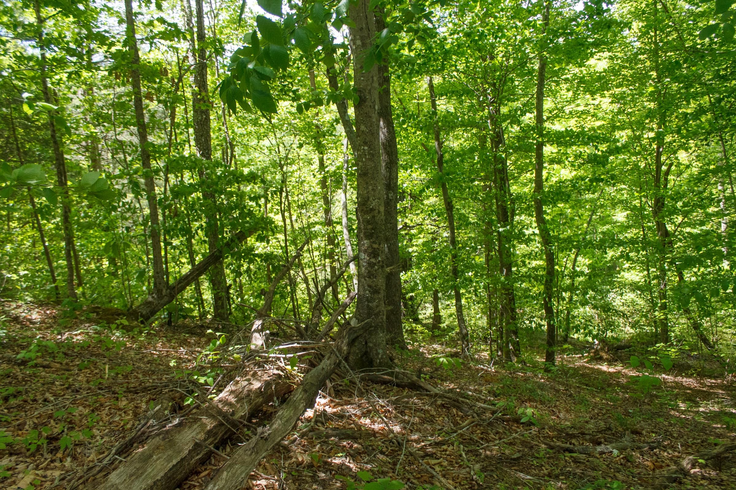 Riverbend Tract 17 photo 2