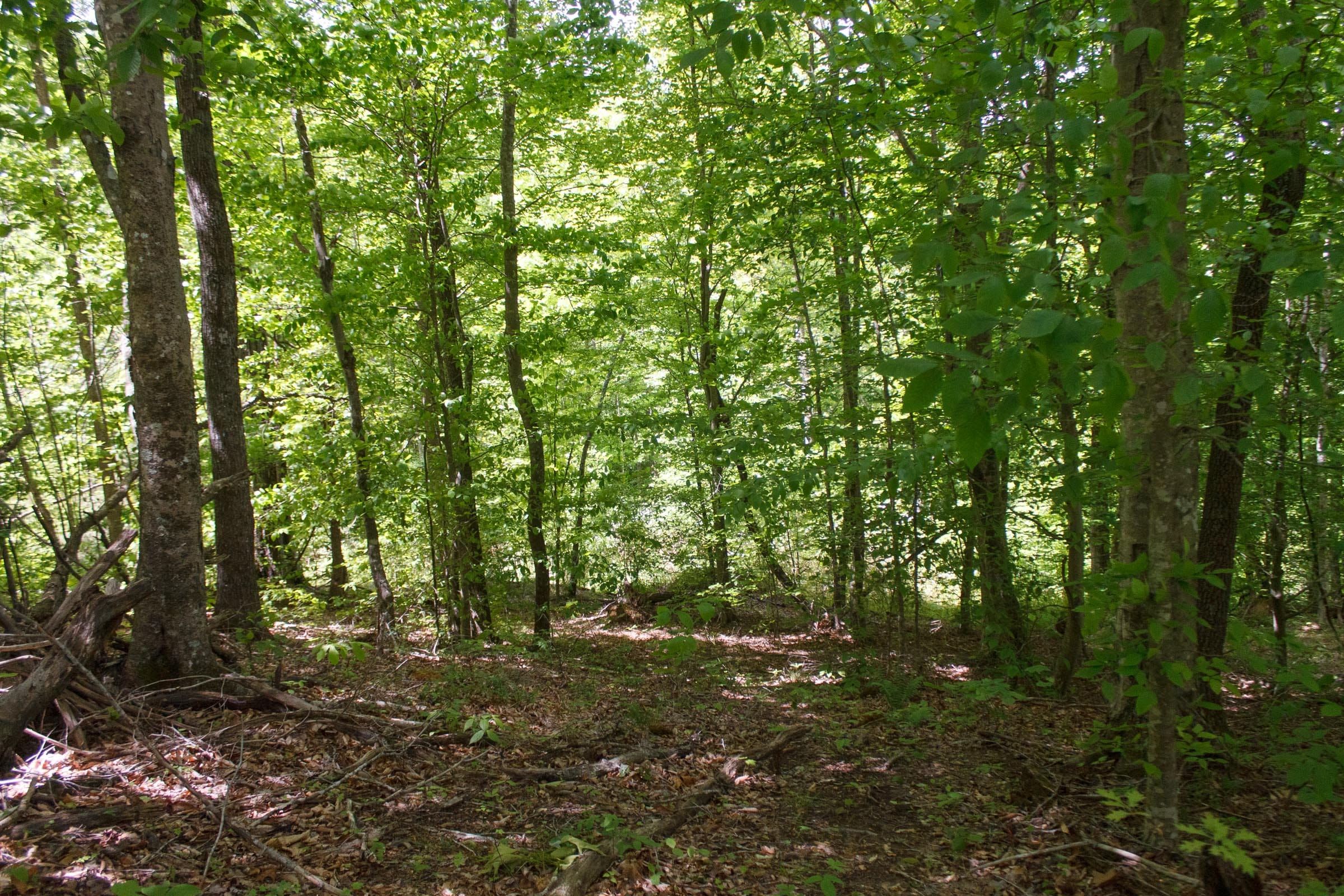 Riverbend Tract 17 photo 3