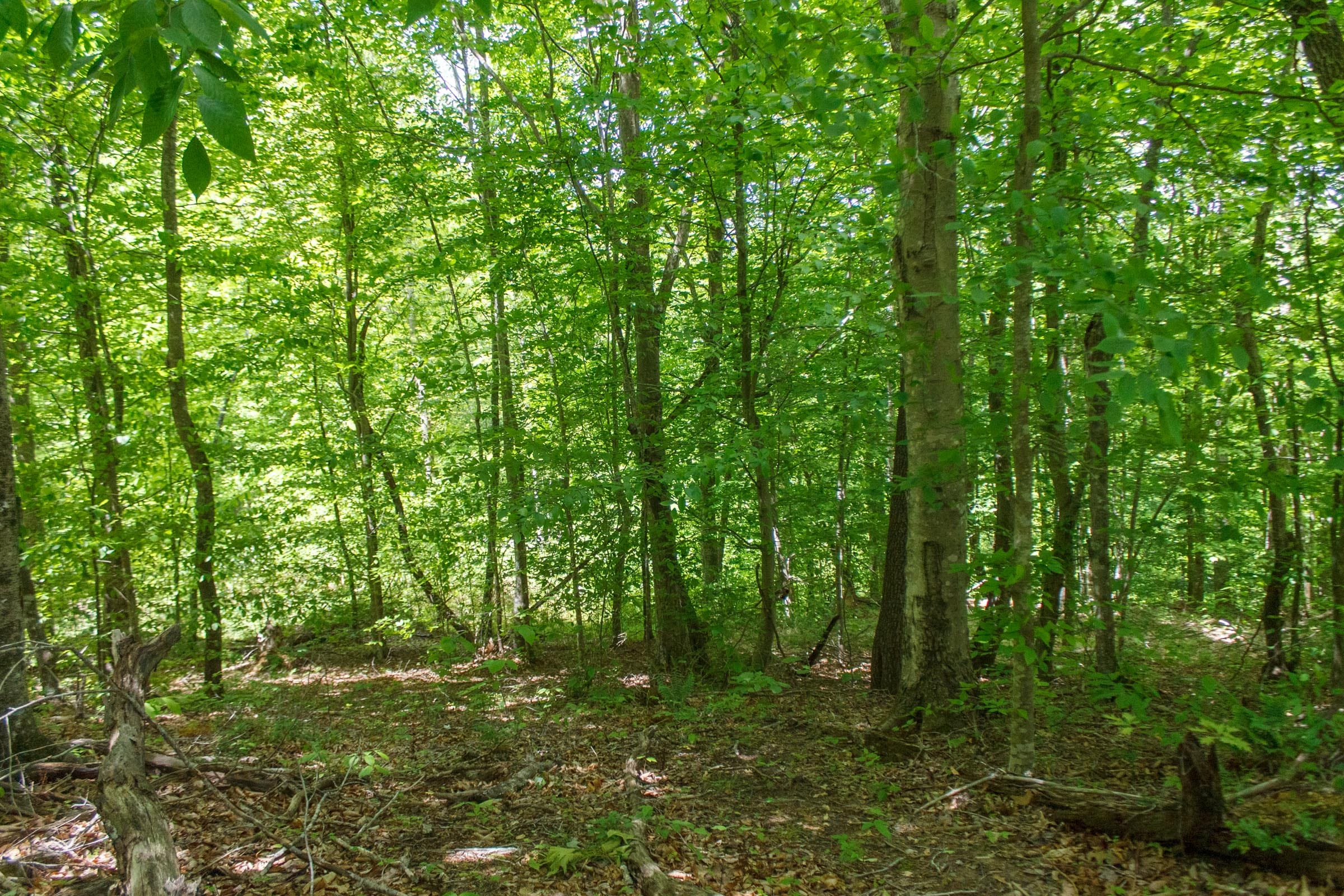 Riverbend Tract 17 photo 4