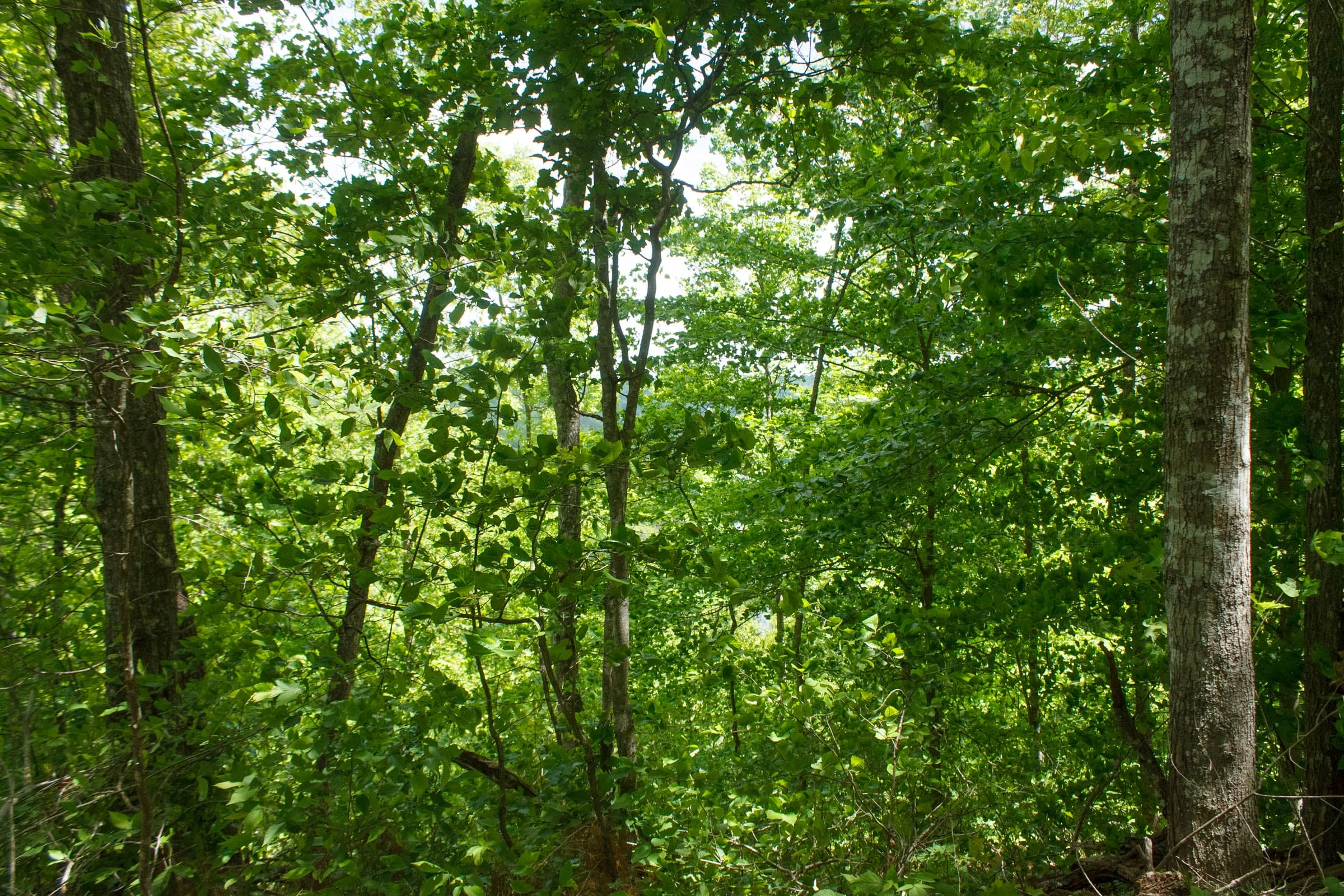 Riverbend Tract 17 photo 5