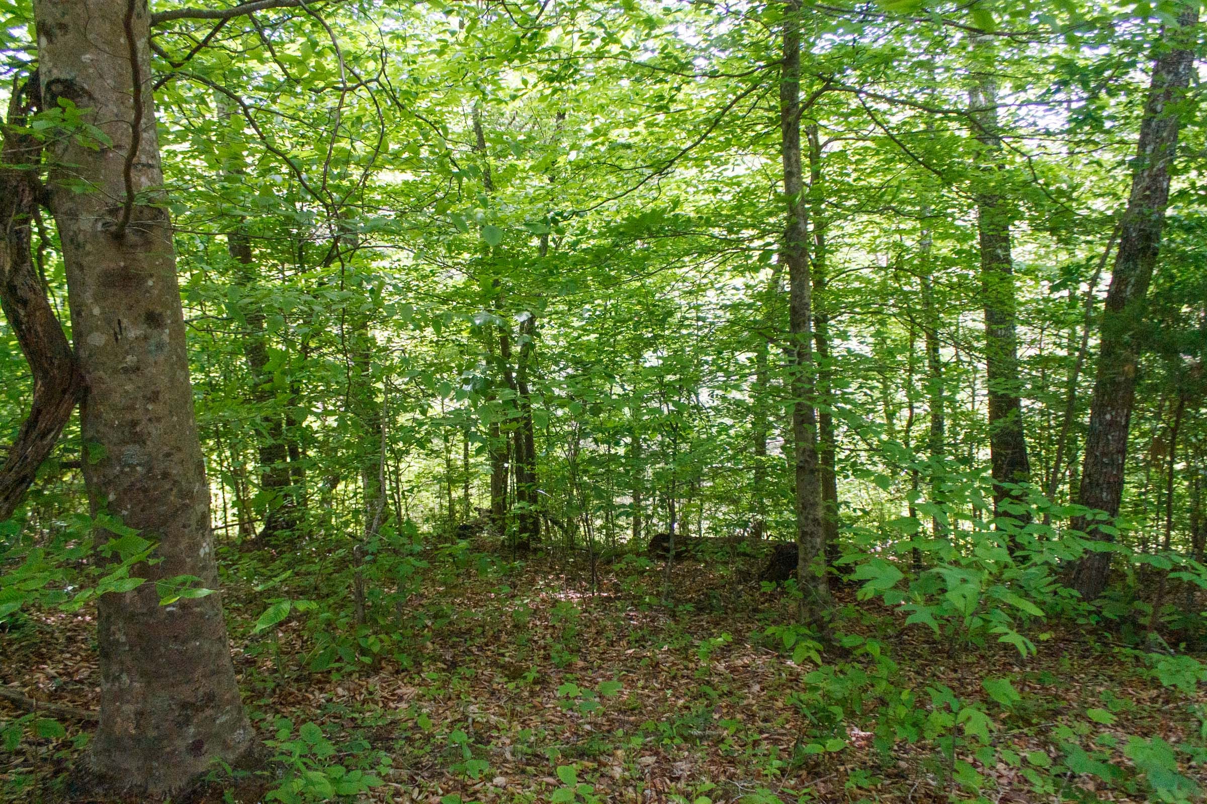 Riverbend Tract 17 photo 6