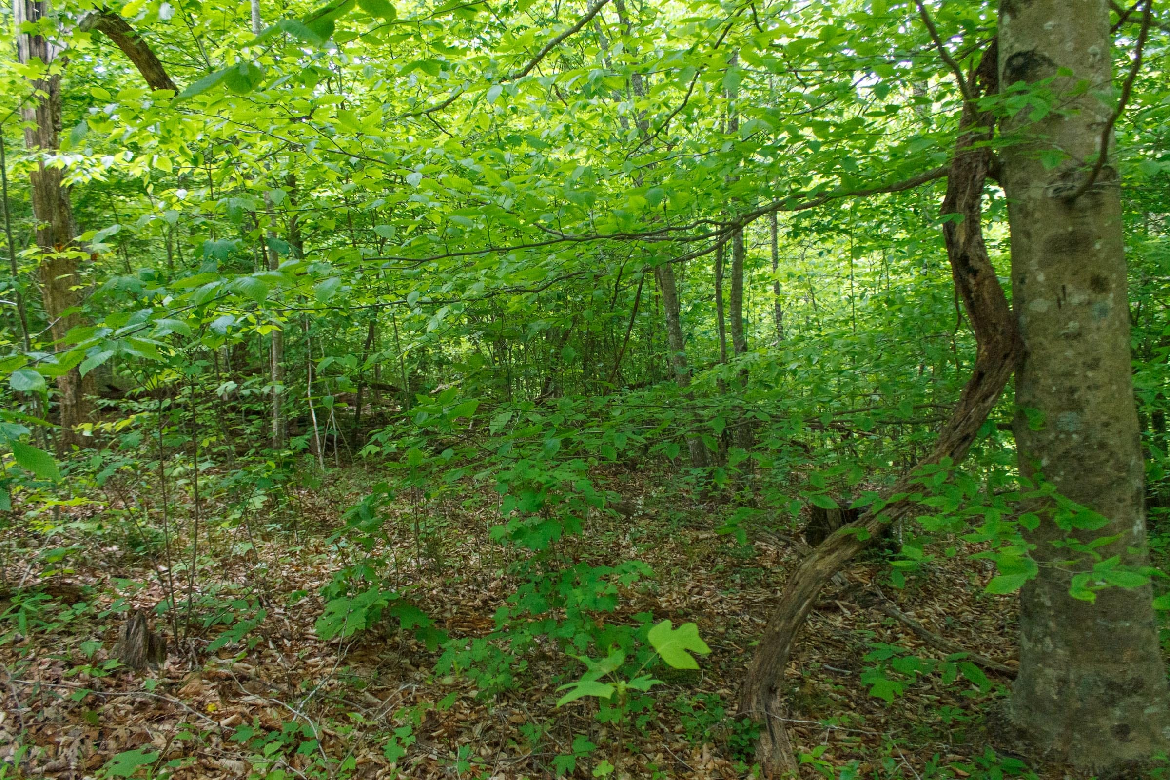 Riverbend Tract 17 photo 7