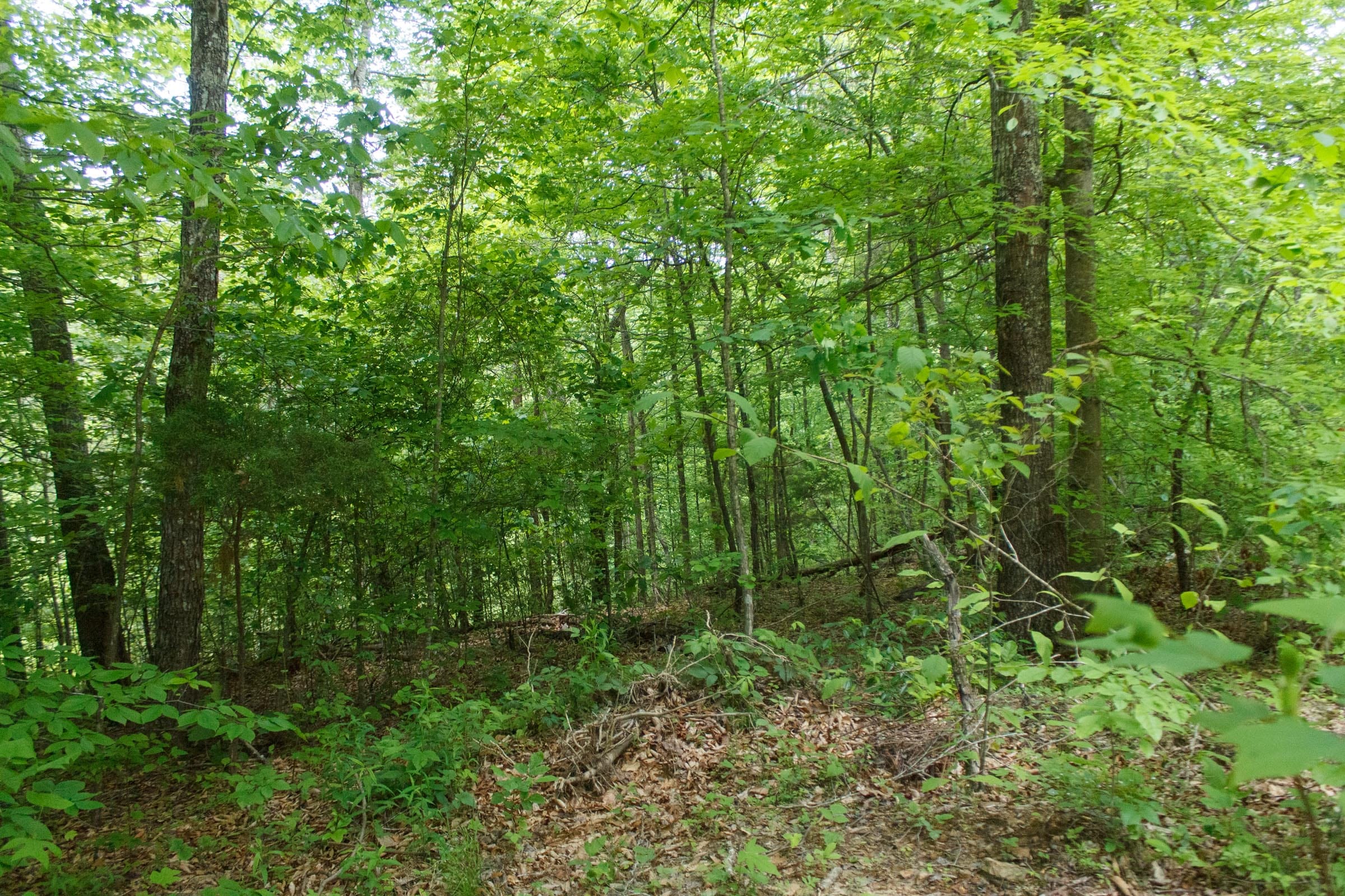 Riverbend Tract 17 photo 9