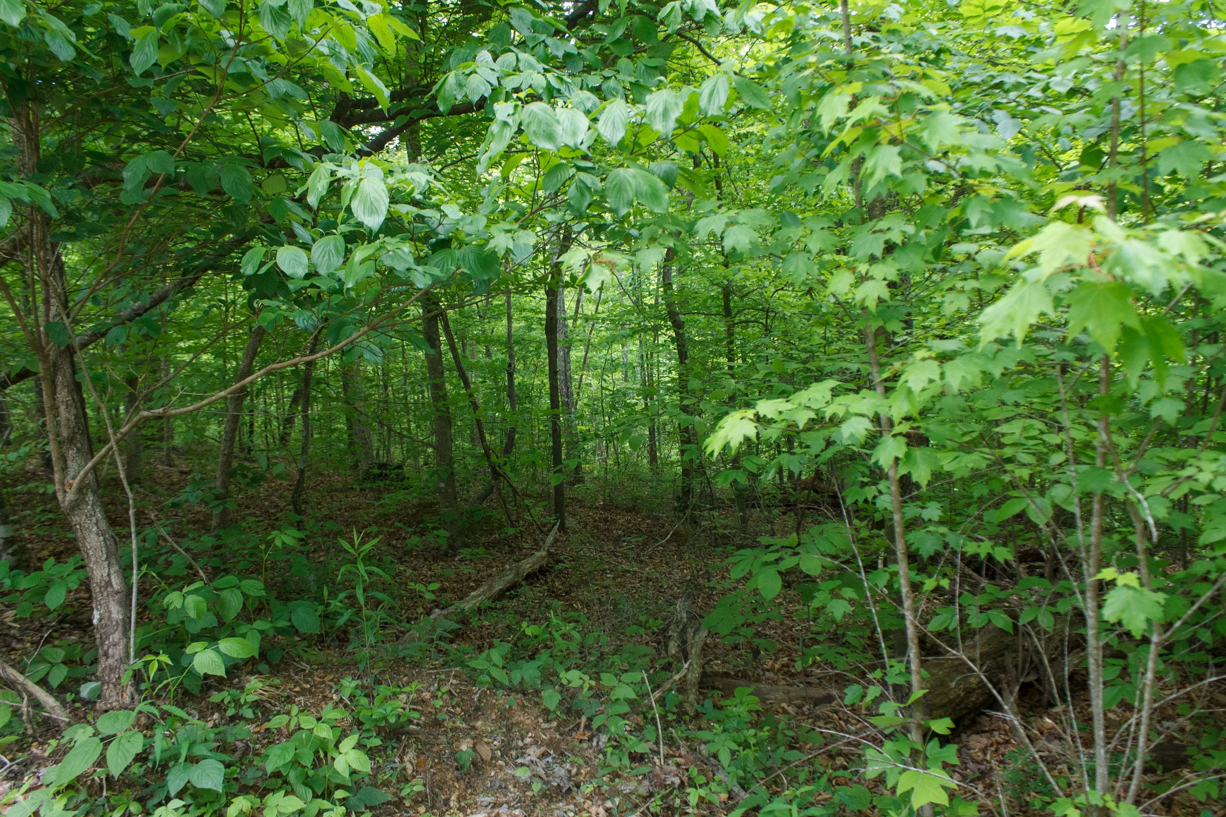Riverbend Tract 17 photo 10