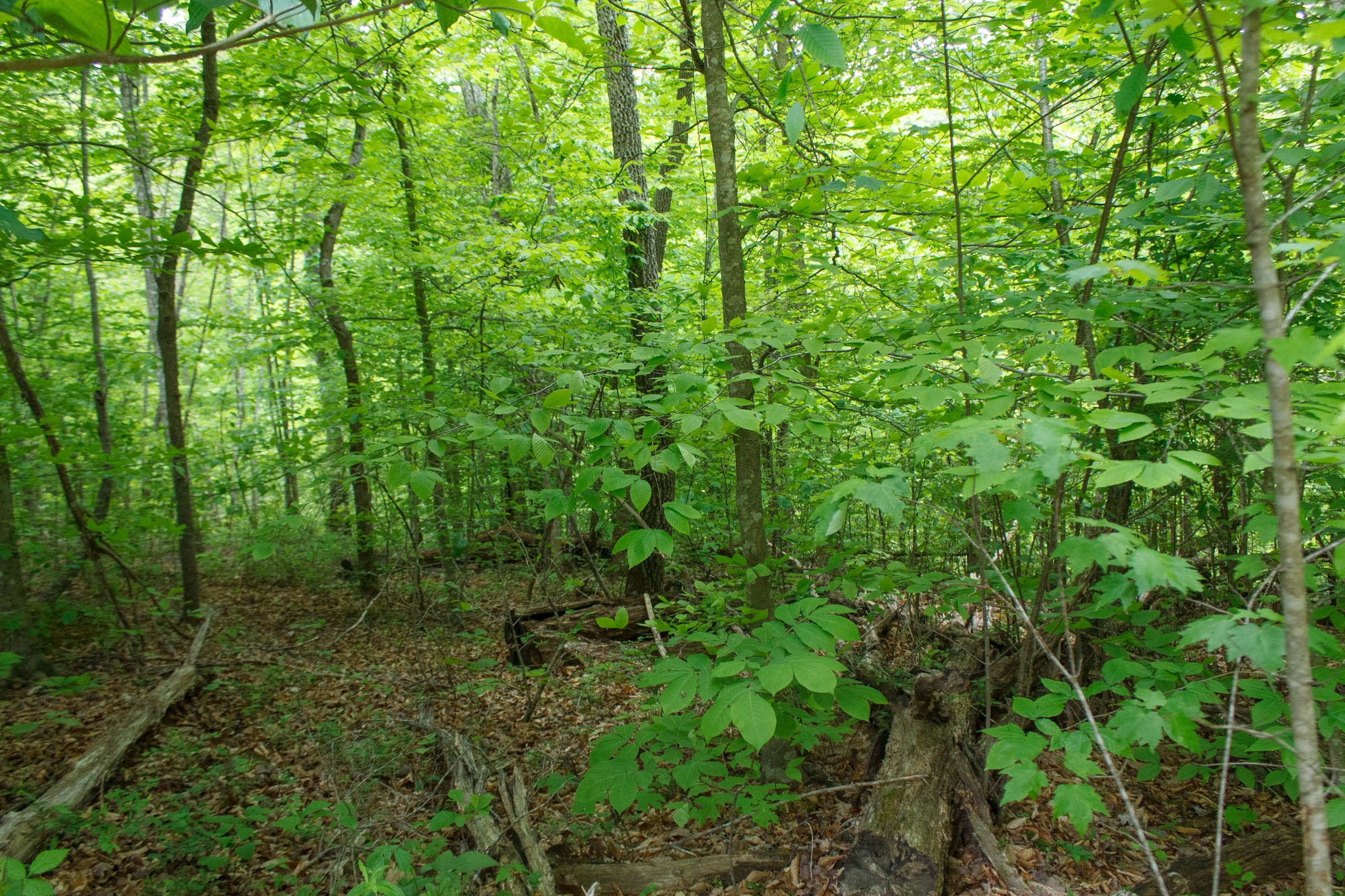 Riverbend Tract 17 photo 11